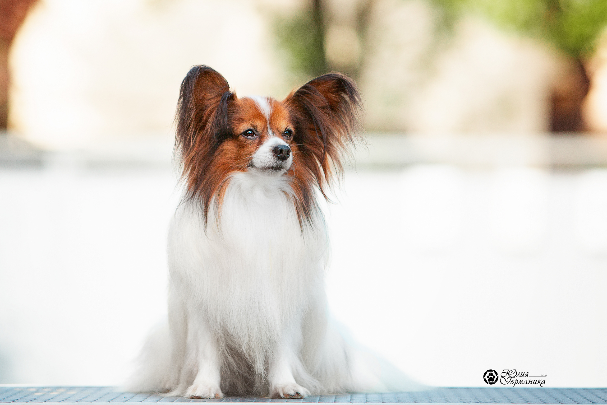 Свободная съемка. Фотограф-анималист Юлия Германика