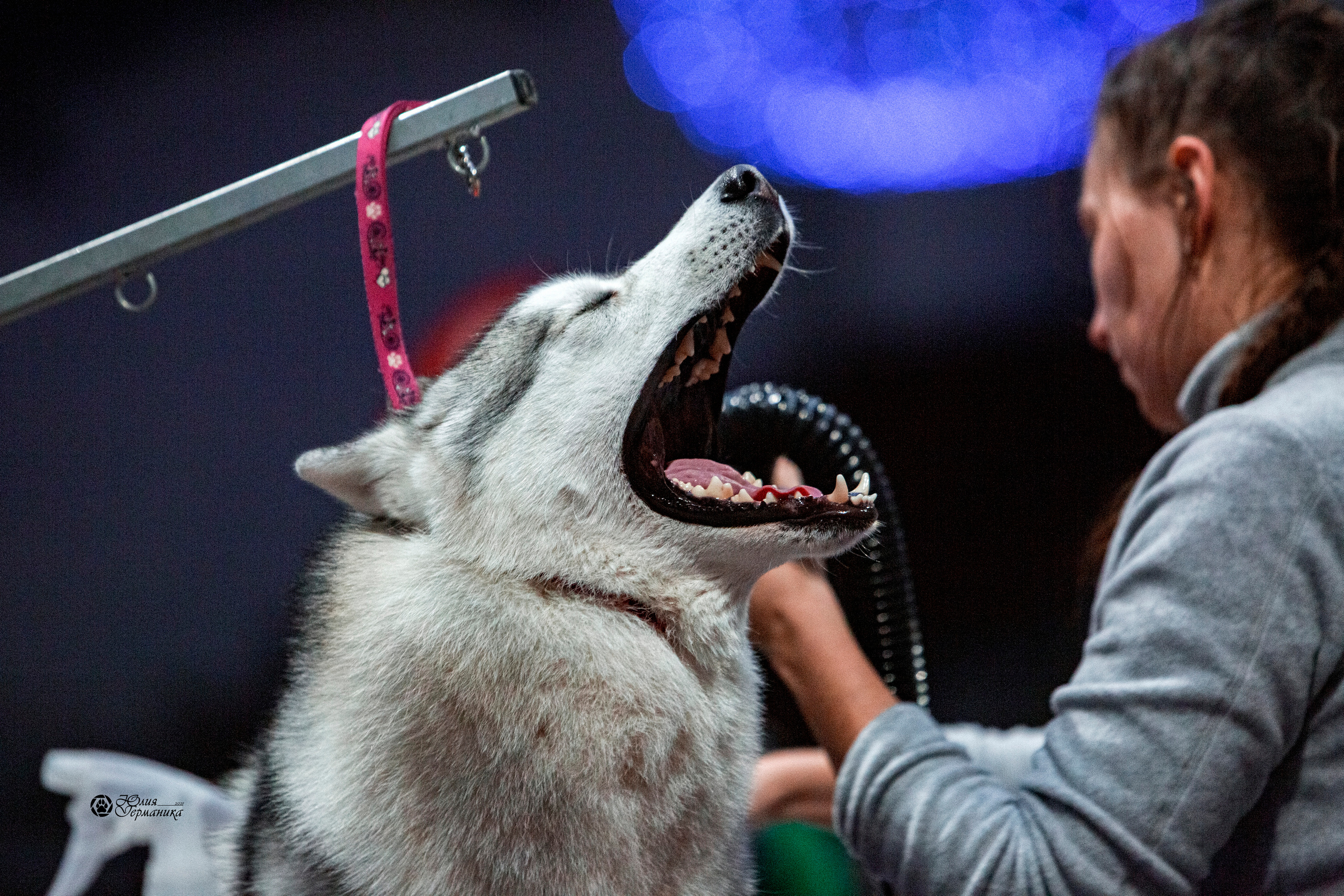 Минск 2хCACIB 27-28 ноября 2021. Фотограф-анималист Юлия Германика