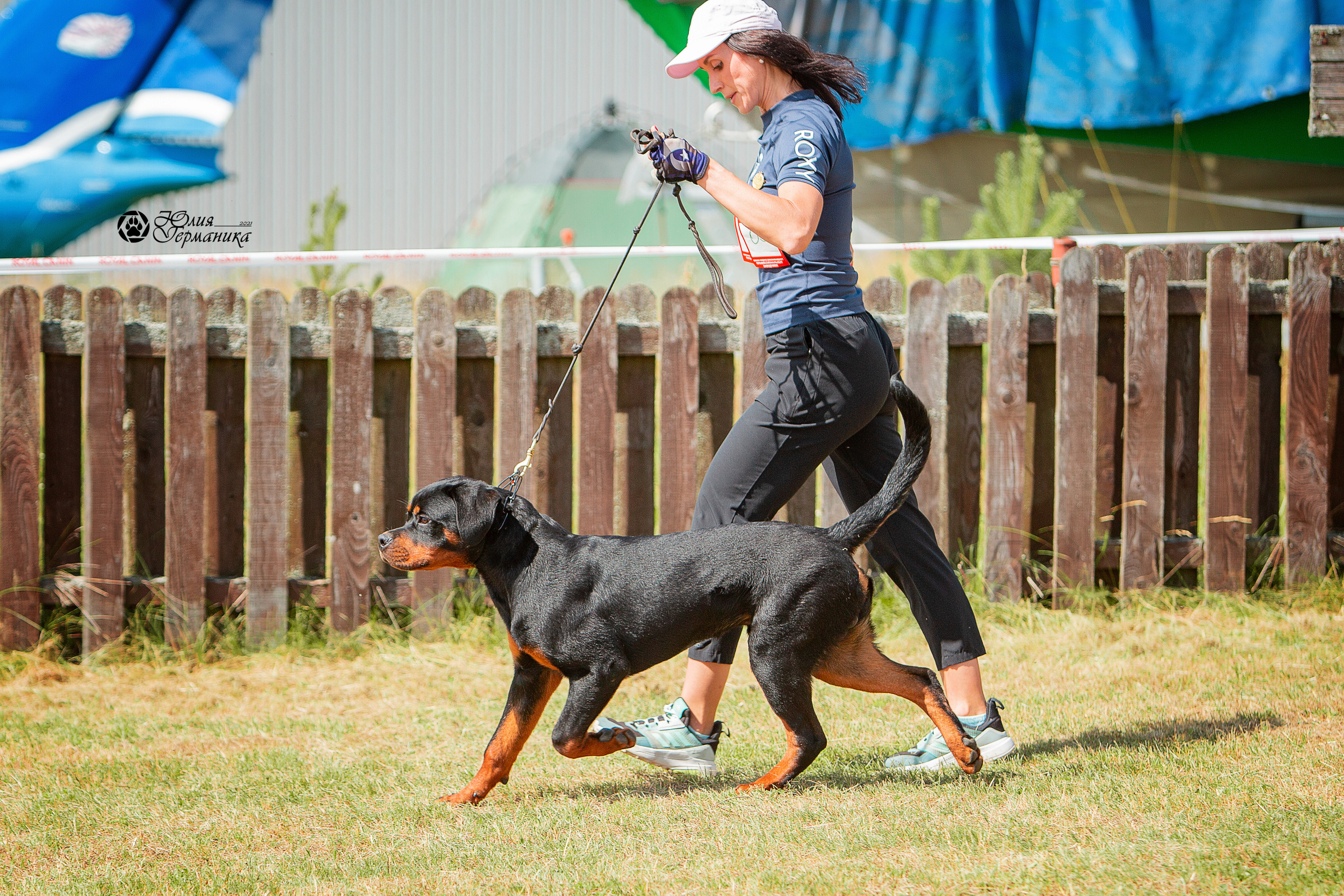 Тверь моно ротвейлеров 3-4 июля 2021. Фотограф-анималист Юлия Германика