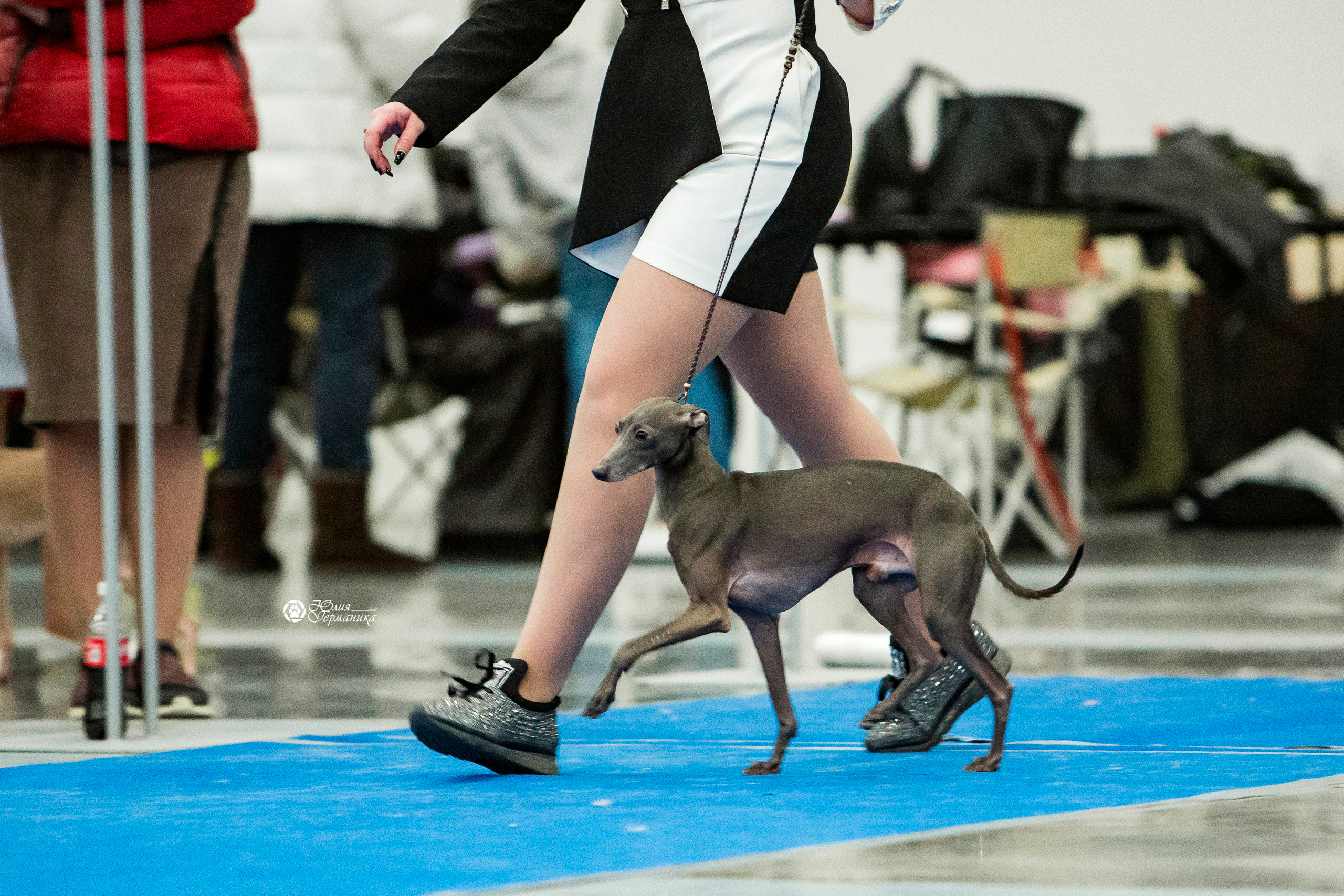 Санкт-Петербург 3хCACIB 10-12 декабря 2021. Фотограф-анималист Юлия Германика