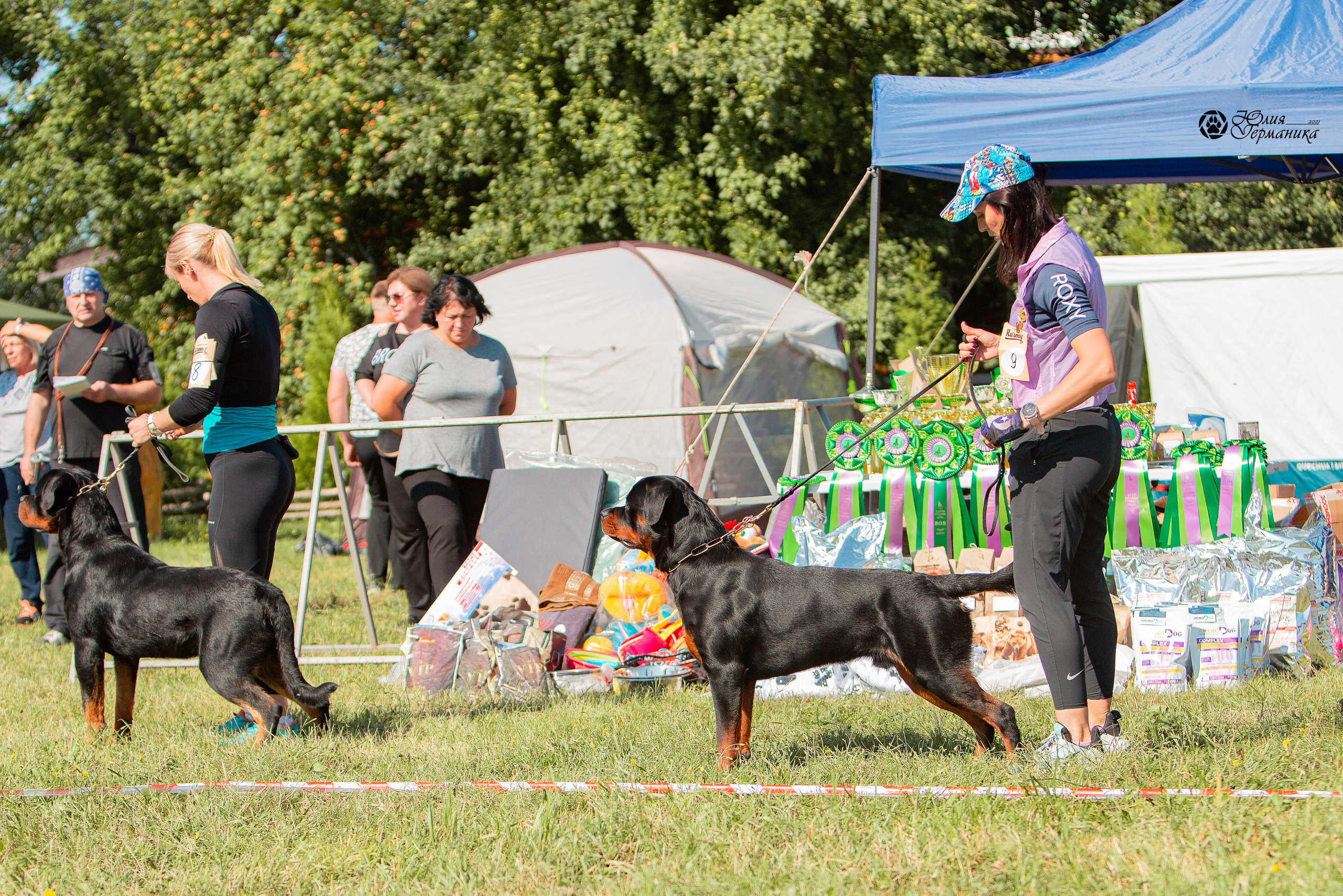 Рязань,Ховрино 14-15 августа 2021 моно ротвейлеров. Фотограф-анималист Юлия Германика