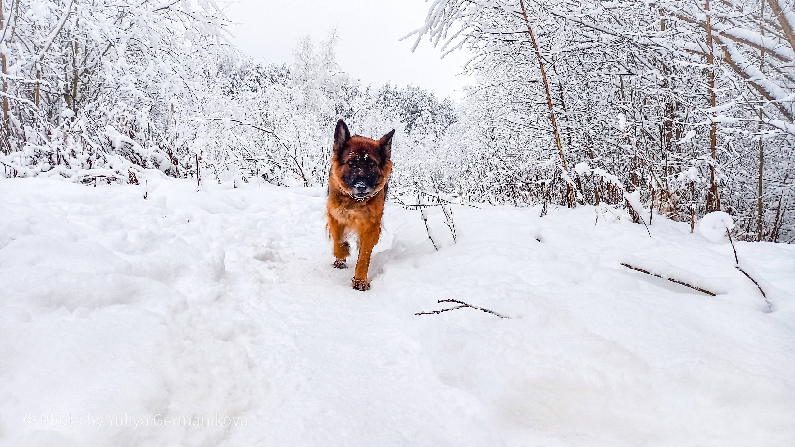 Разные фото на телефон.Города,природа. Фотограф-анималист Юлия Германика