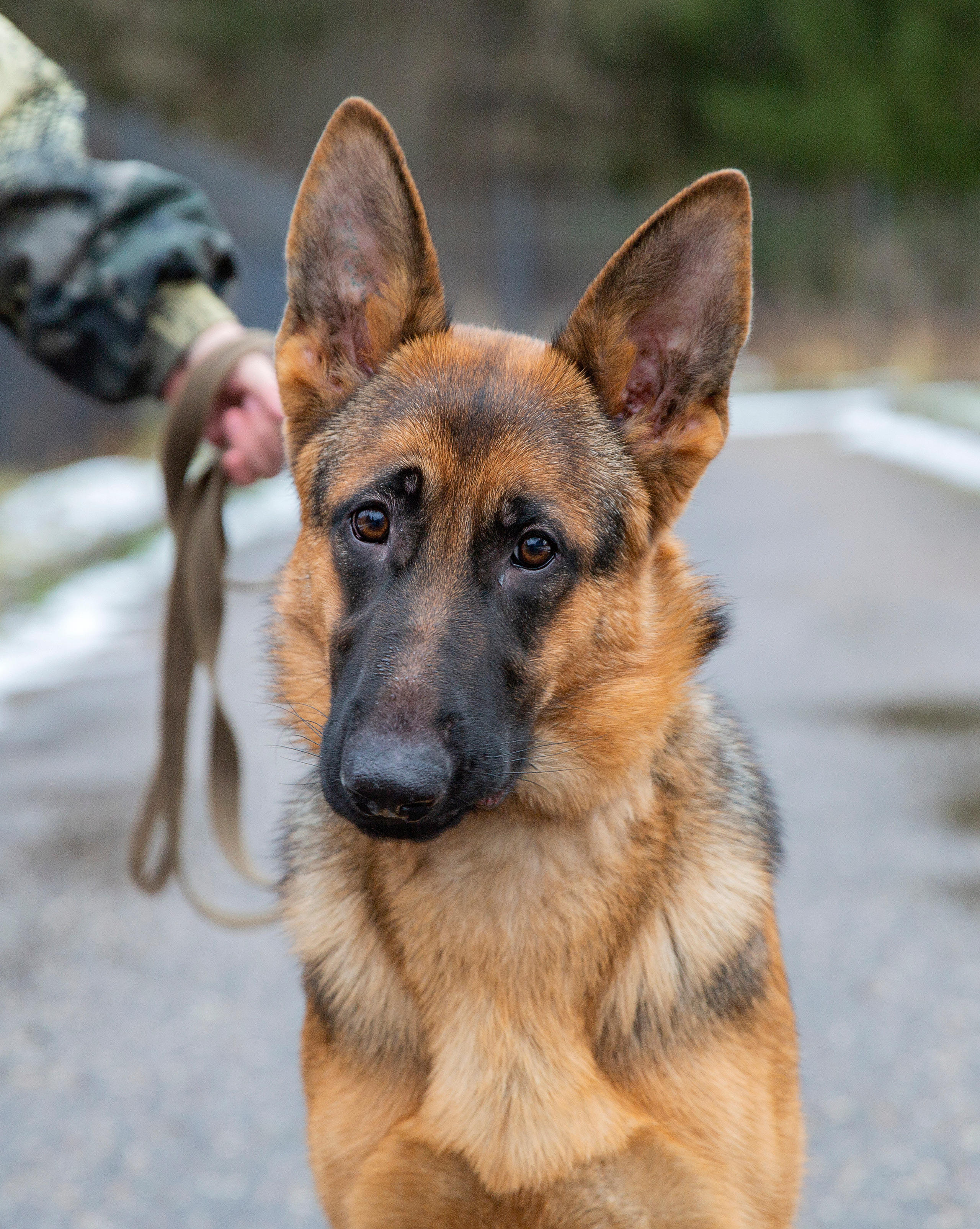 Свободная съемка. Фотограф-анималист Юлия Германика