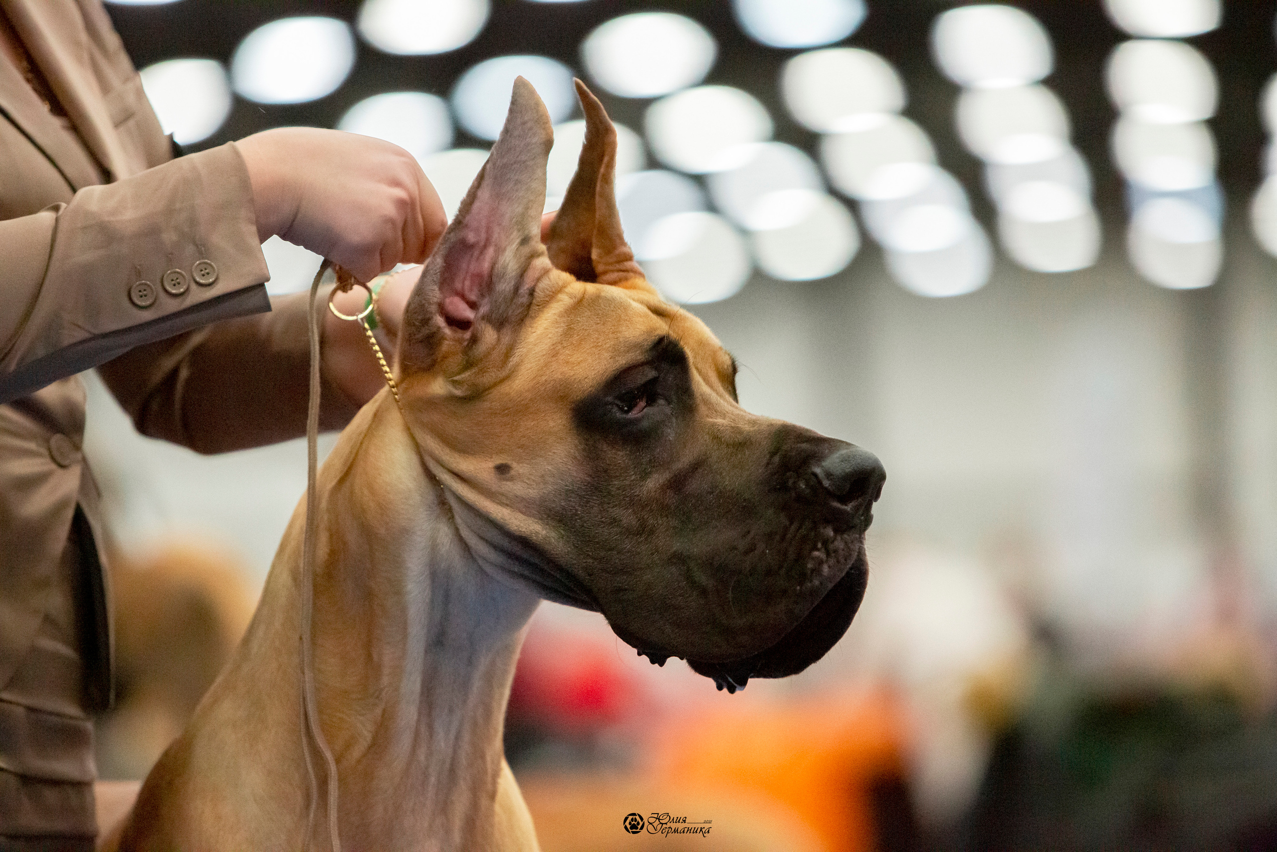 Санкт-Петербург 3хCACIB 10-12 декабря 2021. Фотограф-анималист Юлия Германика