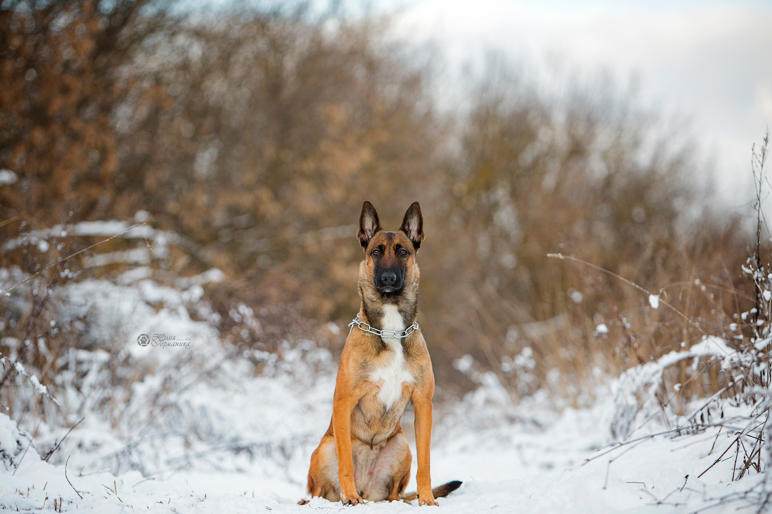 Свободная съемка. Фотограф-анималист Юлия Германика