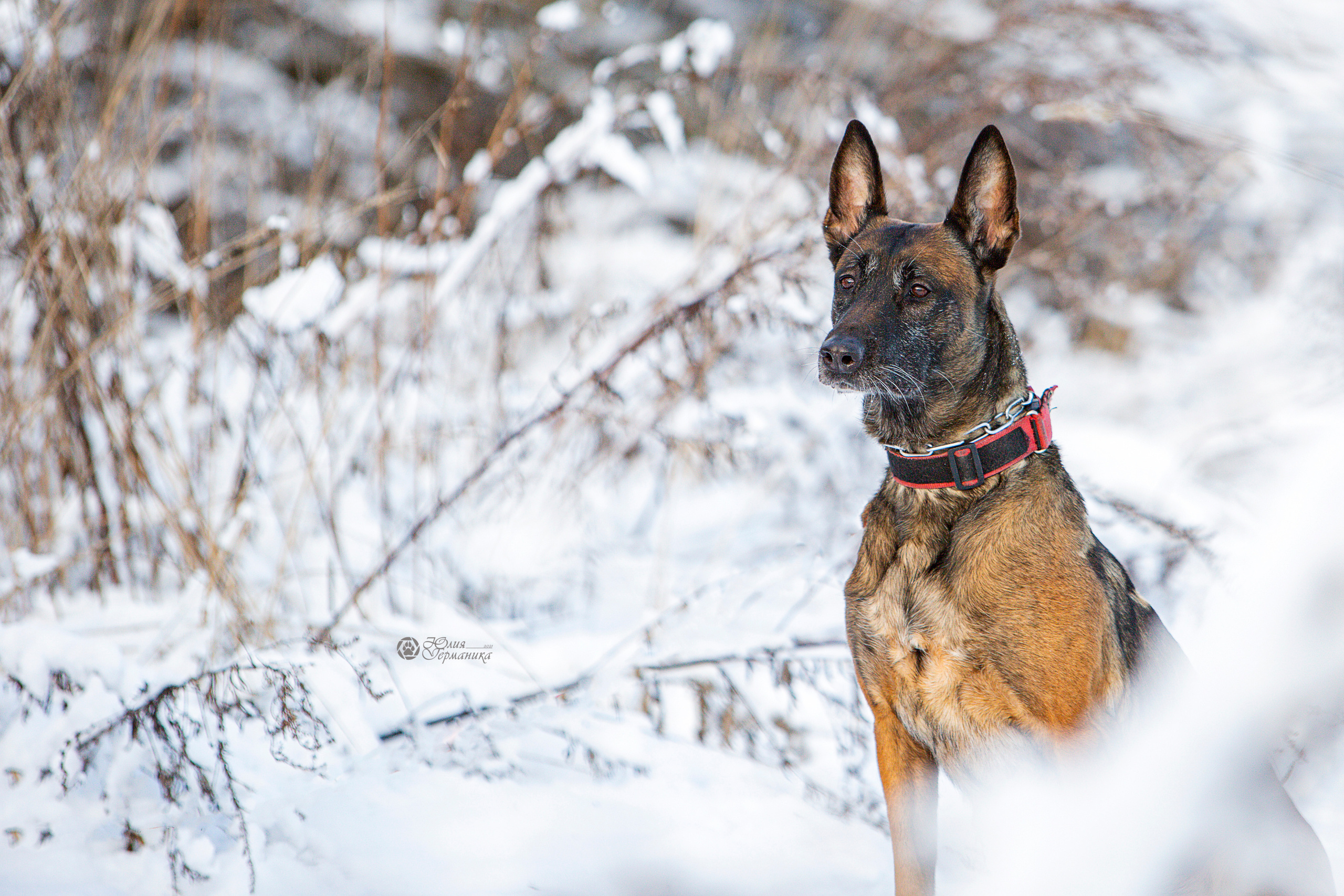 Свободная съемка. Фотограф-анималист Юлия Германика
