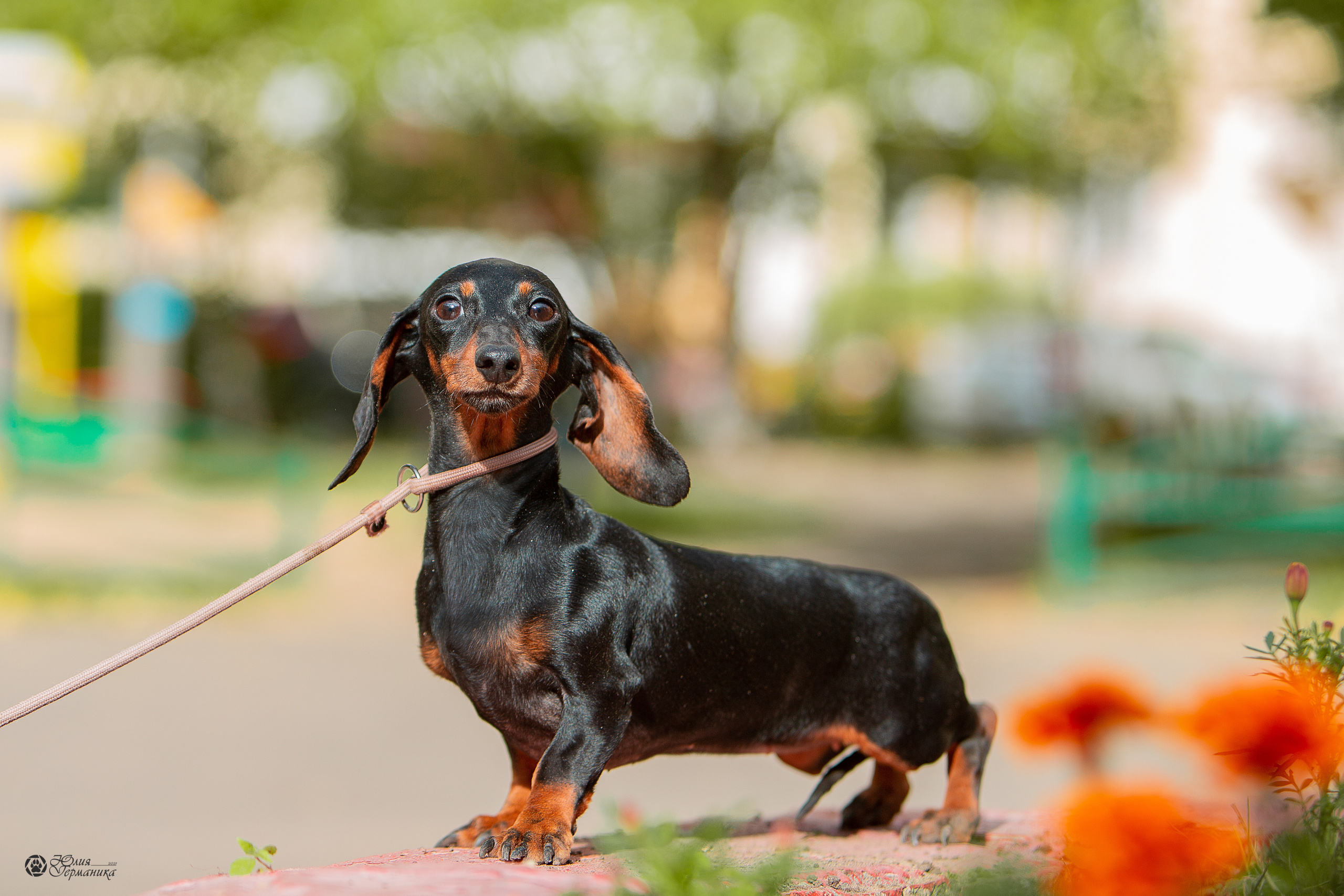 Свободная съемка. Фотограф-анималист Юлия Германика