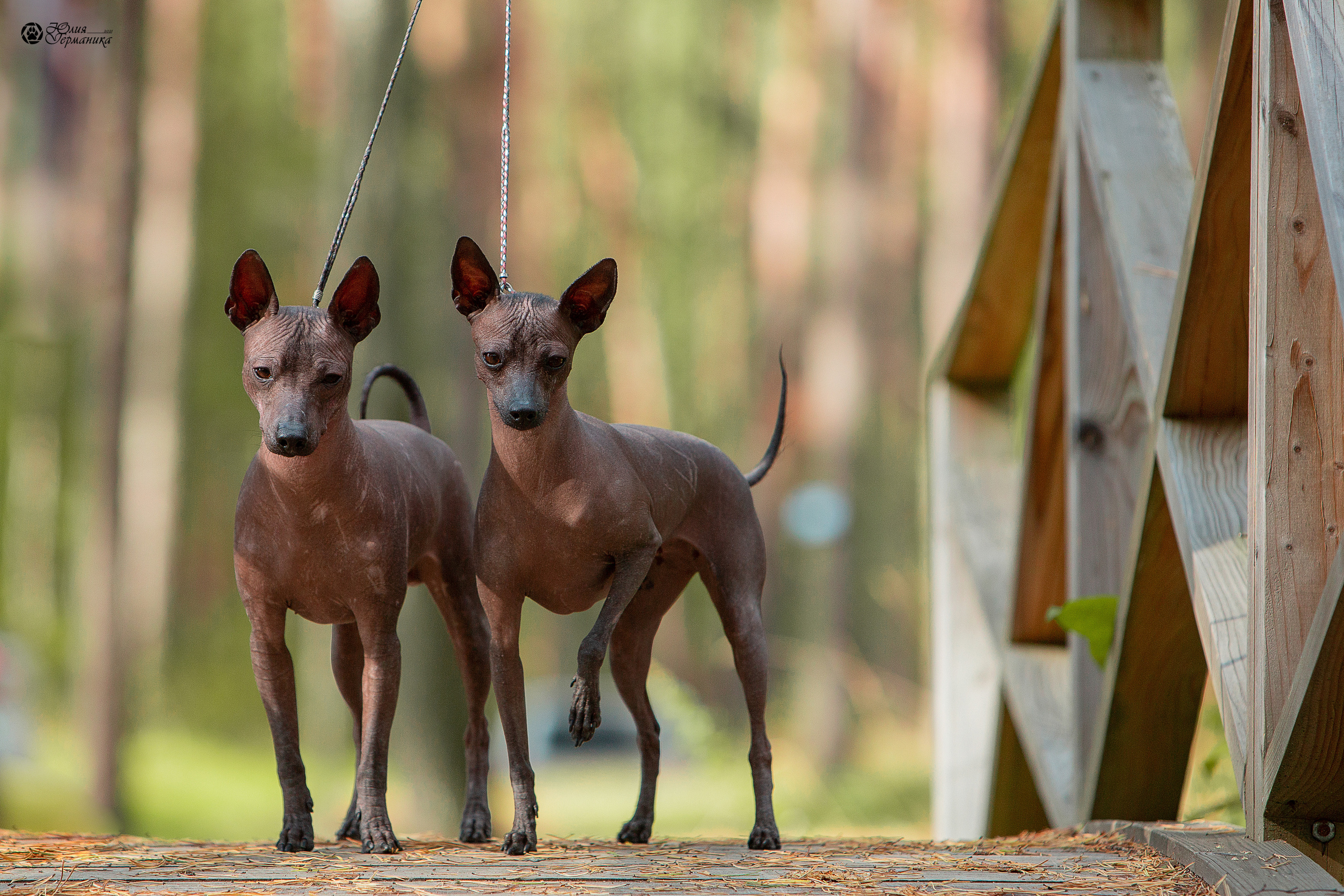 Свободная съемка. Фотограф-анималист Юлия Германика
