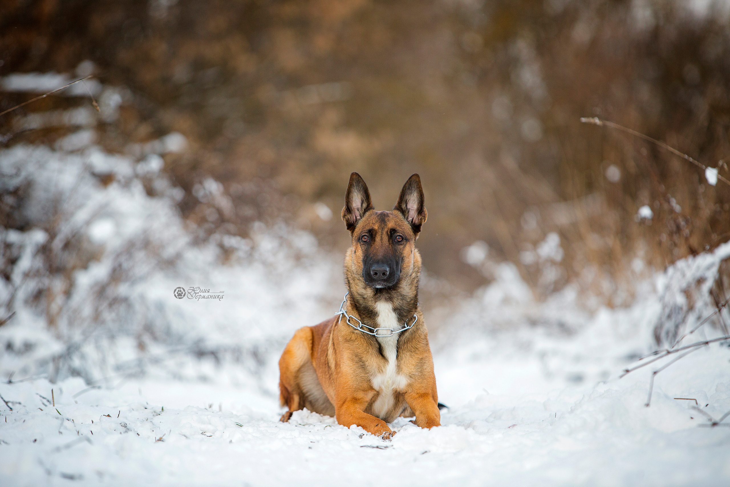 Свободная съемка. Фотограф-анималист Юлия Германика