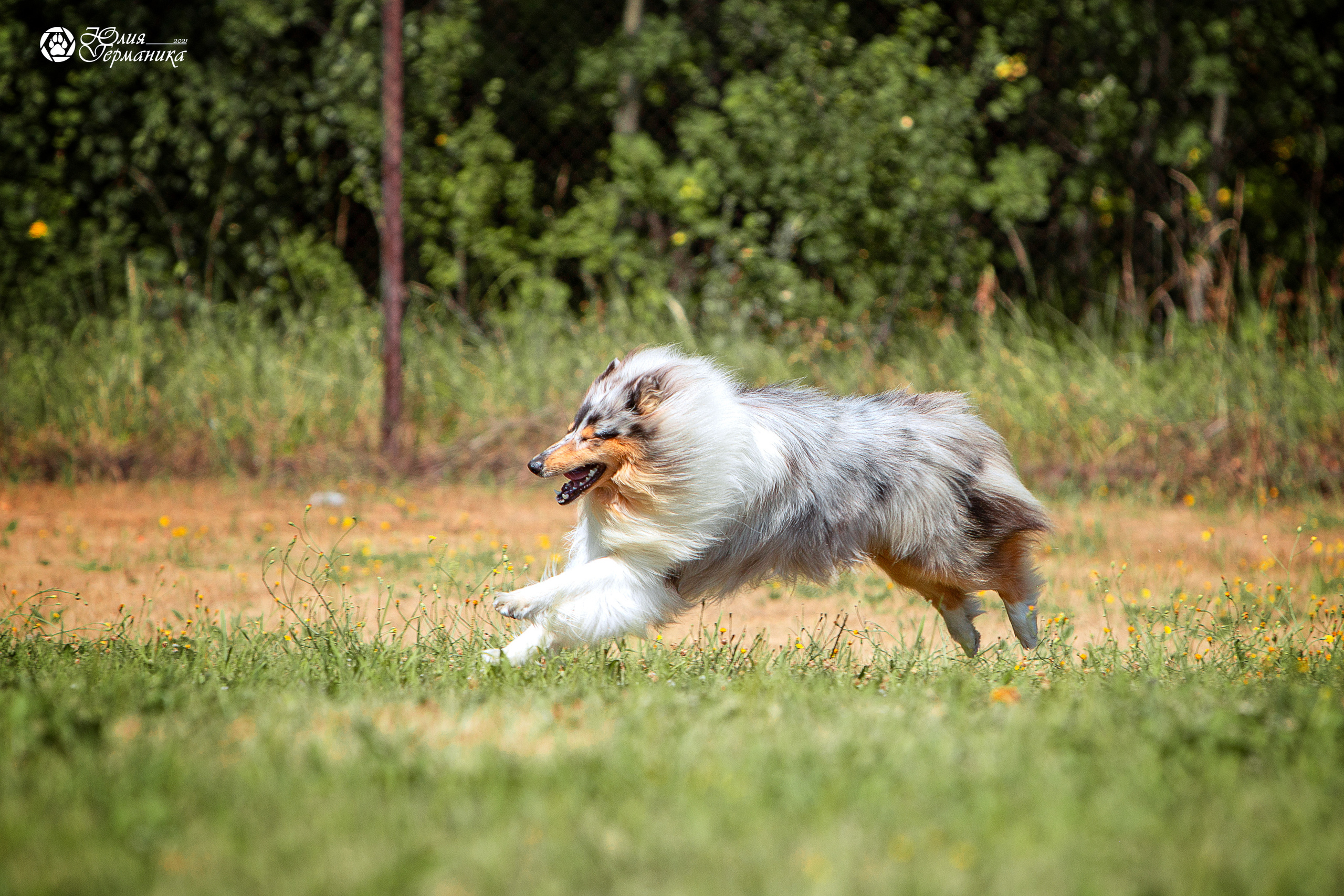 Свободная съемка. Фотограф-анималист Юлия Германика