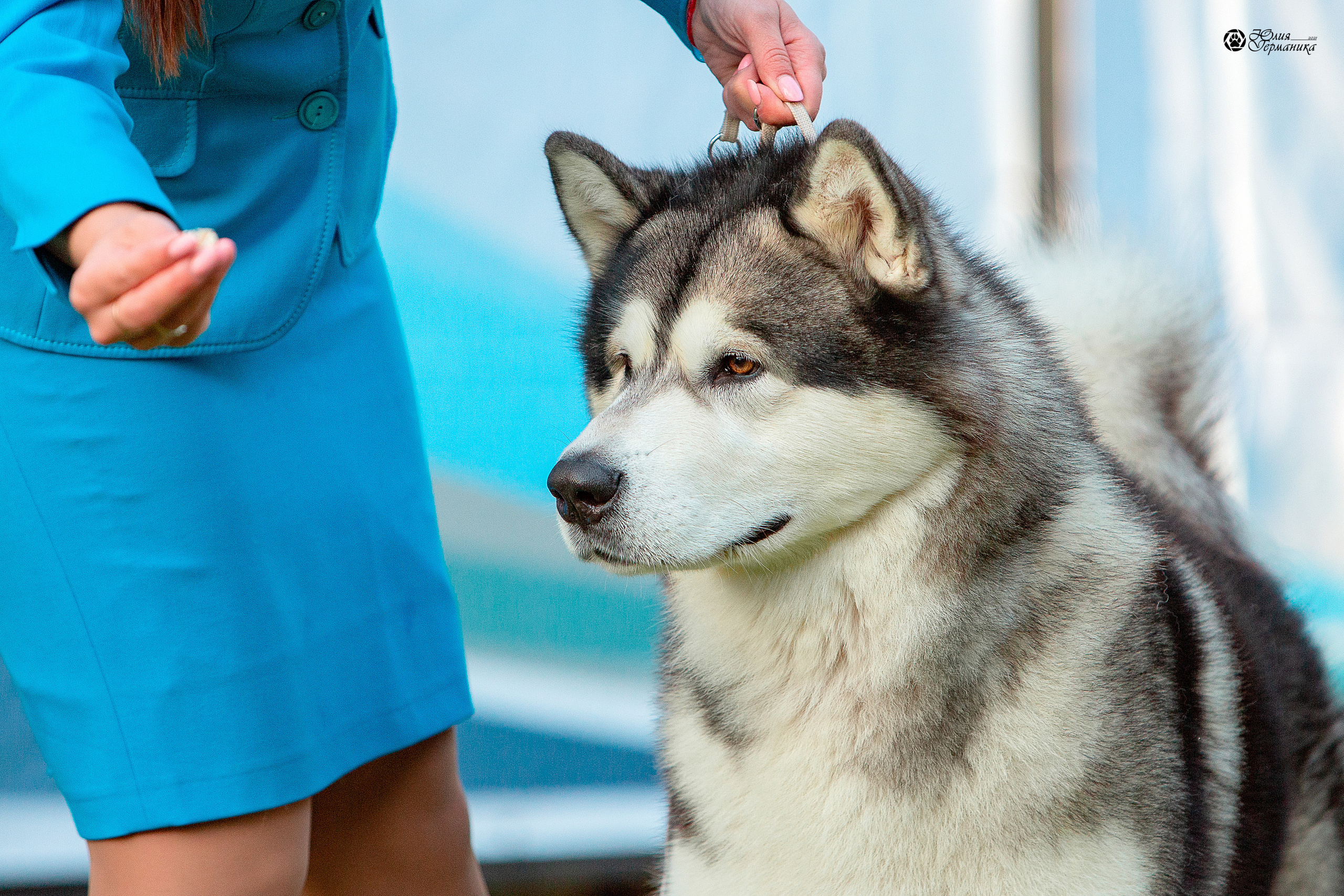 Псков 2xСАСIB 18-19 сентября 2021. Фотограф-анималист Юлия Германика