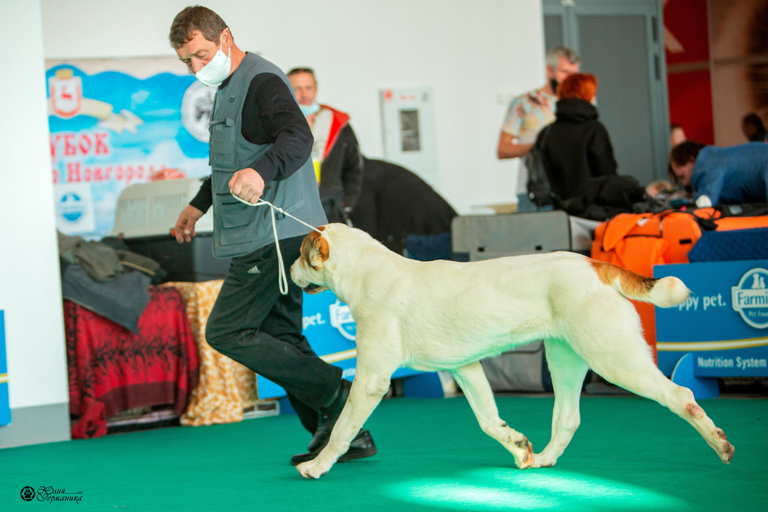 Нижний Новгород 3хCACIB 15-17 октября 2021. Фотограф-анималист Юлия Германика