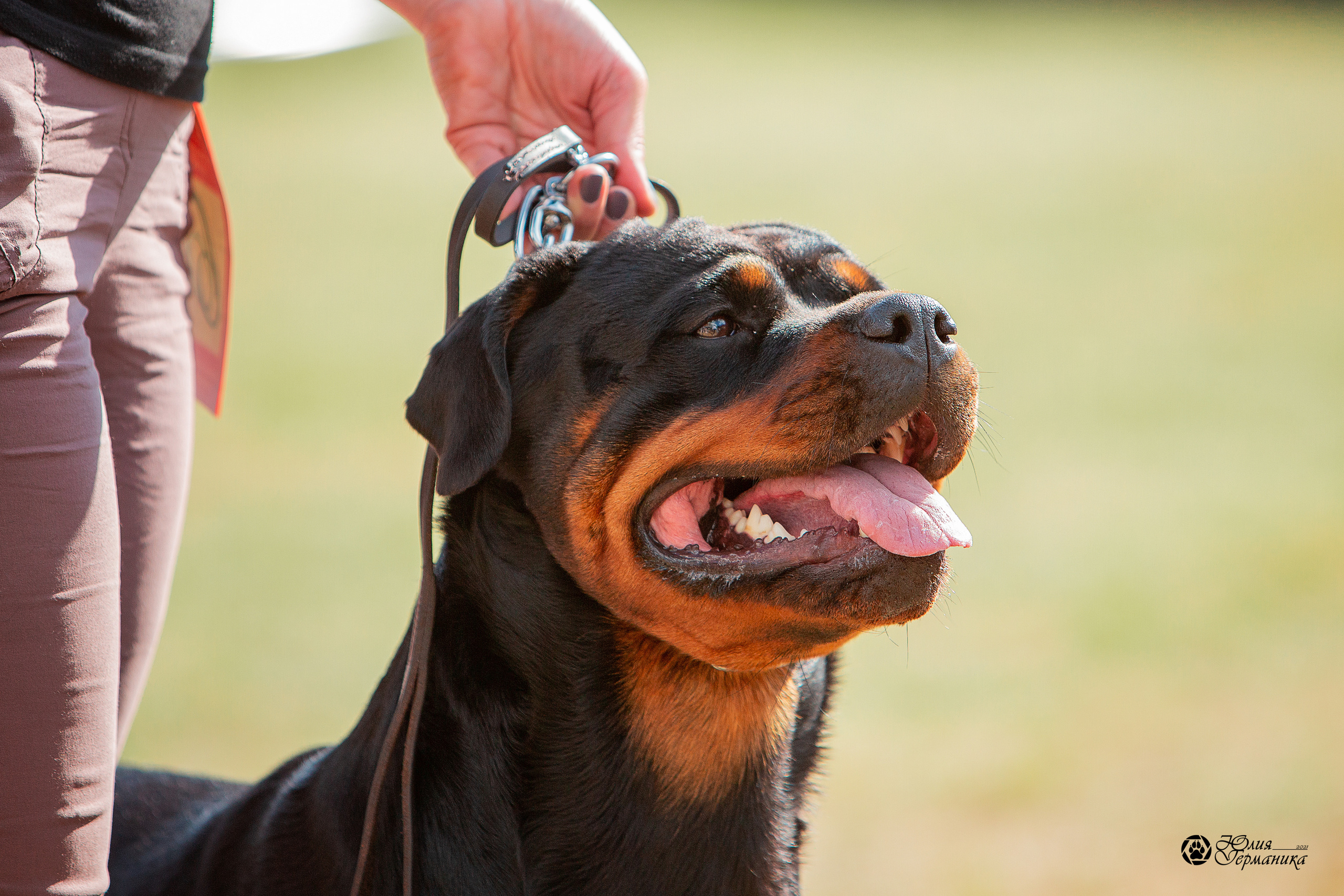 Тверь моно ротвейлеров 3-4 июля 2021. Фотограф-анималист Юлия Германика
