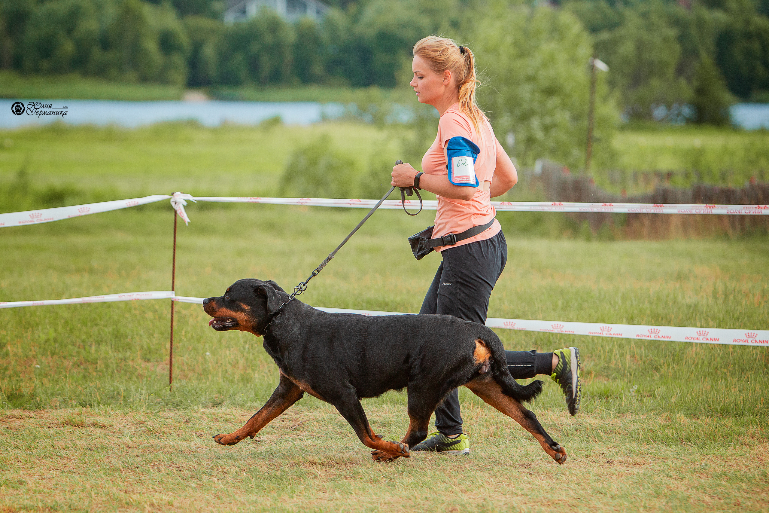 Тверь моно ротвейлеров 3-4 июля 2021. Фотограф-анималист Юлия Германика