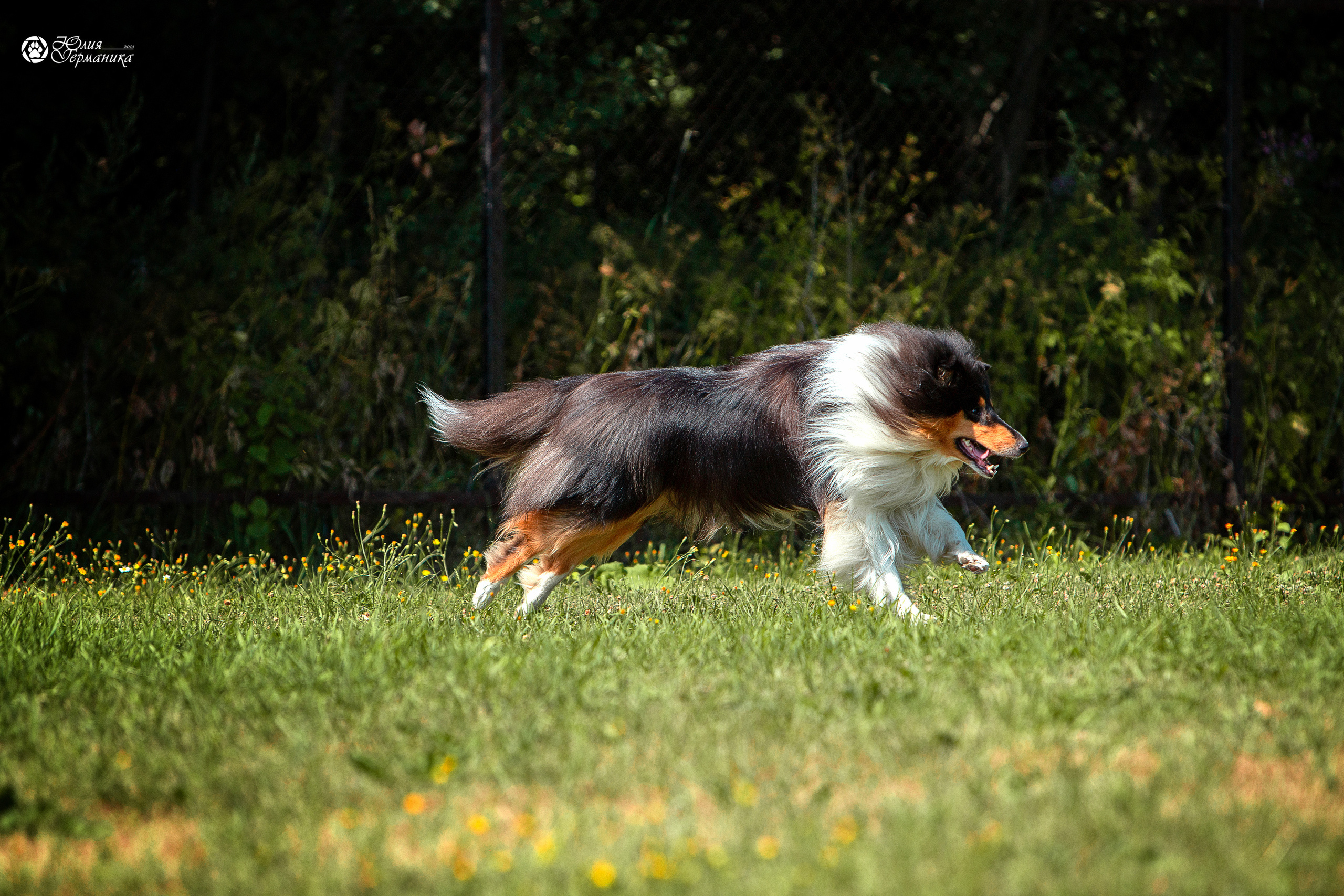 Свободная съемка. Фотограф-анималист Юлия Германика