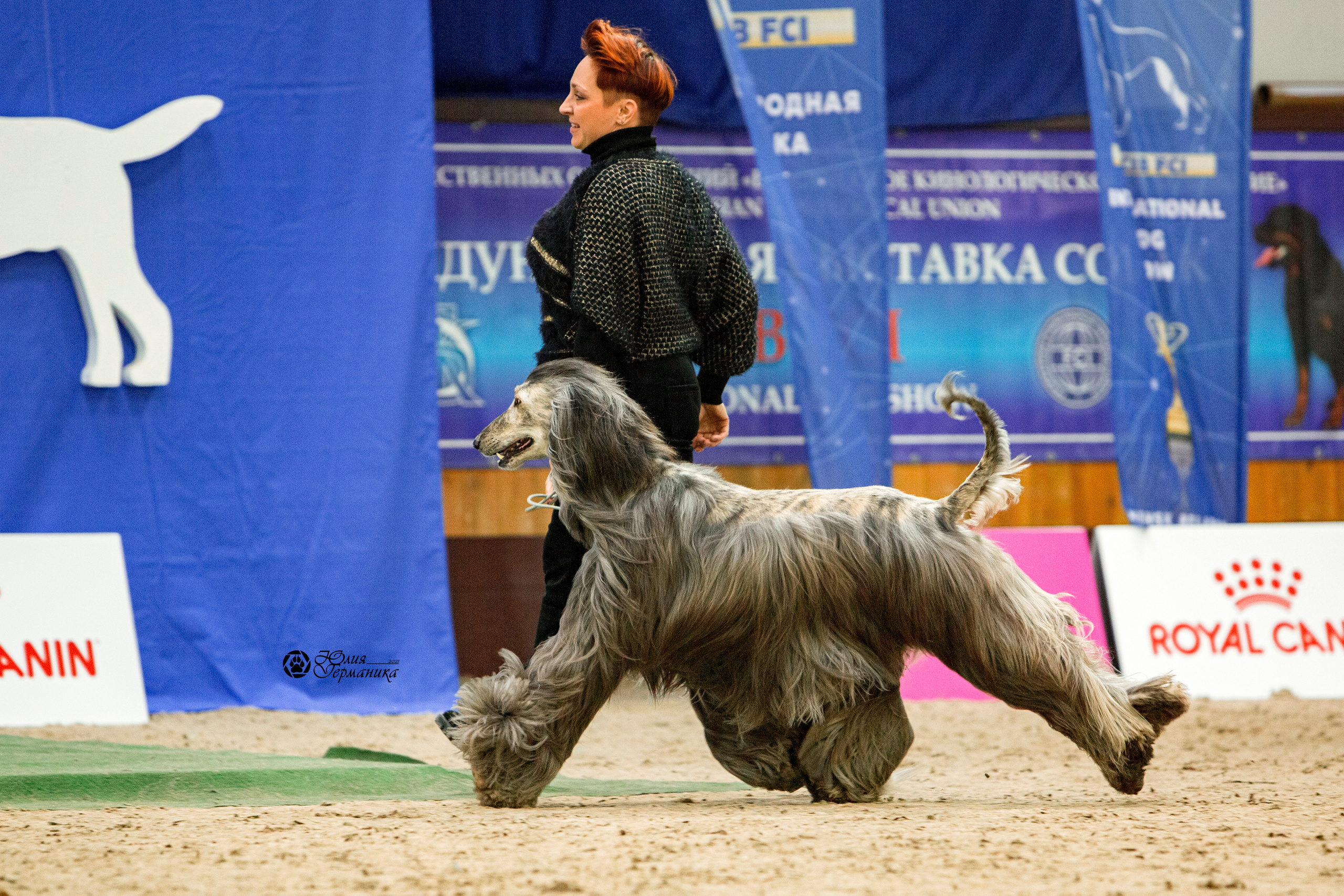 Минск 2хCACIB 27-28 ноября 2021. Фотограф-анималист Юлия Германика