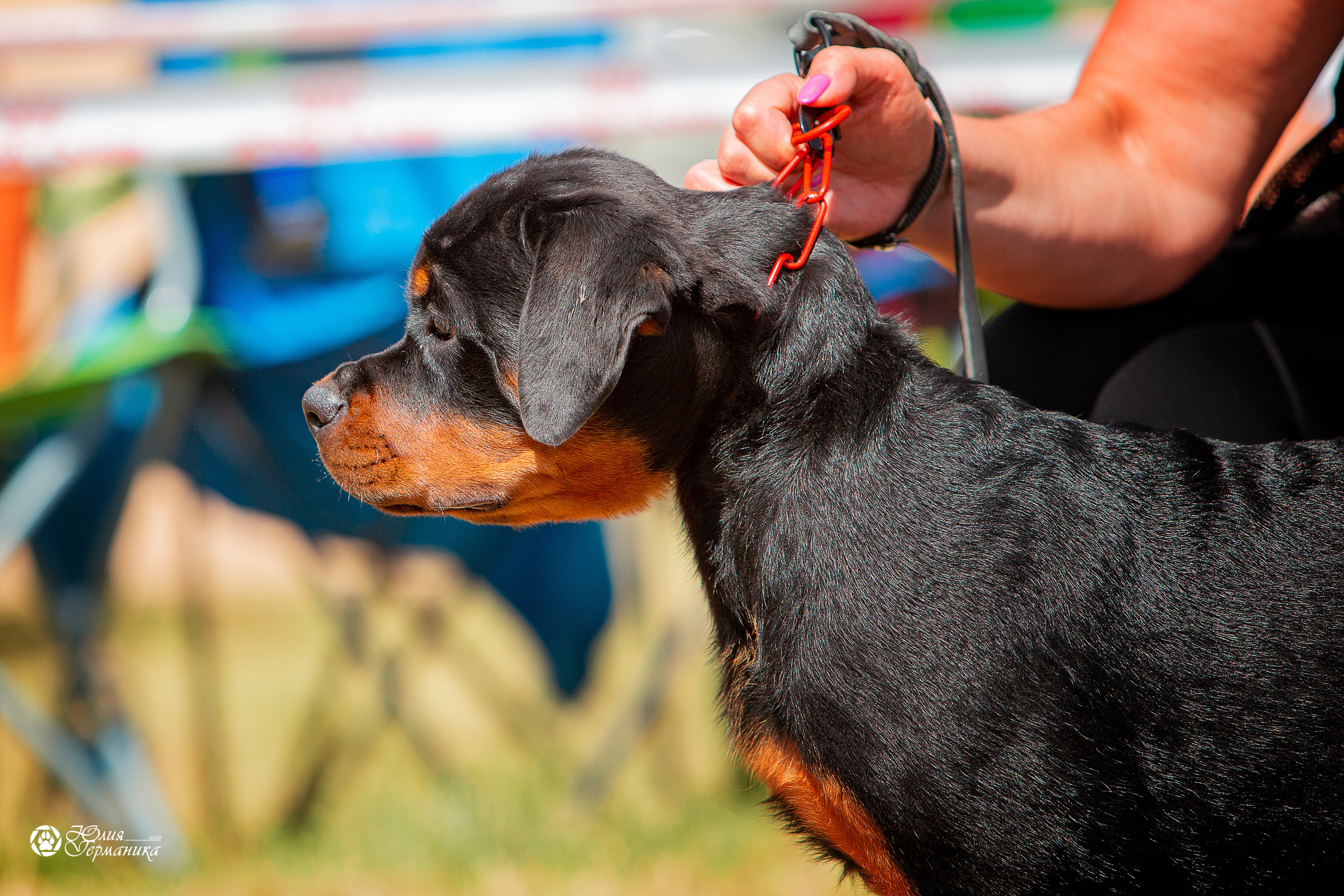 Тверь моно ротвейлеров 3-4 июля 2021. Фотограф-анималист Юлия Германика