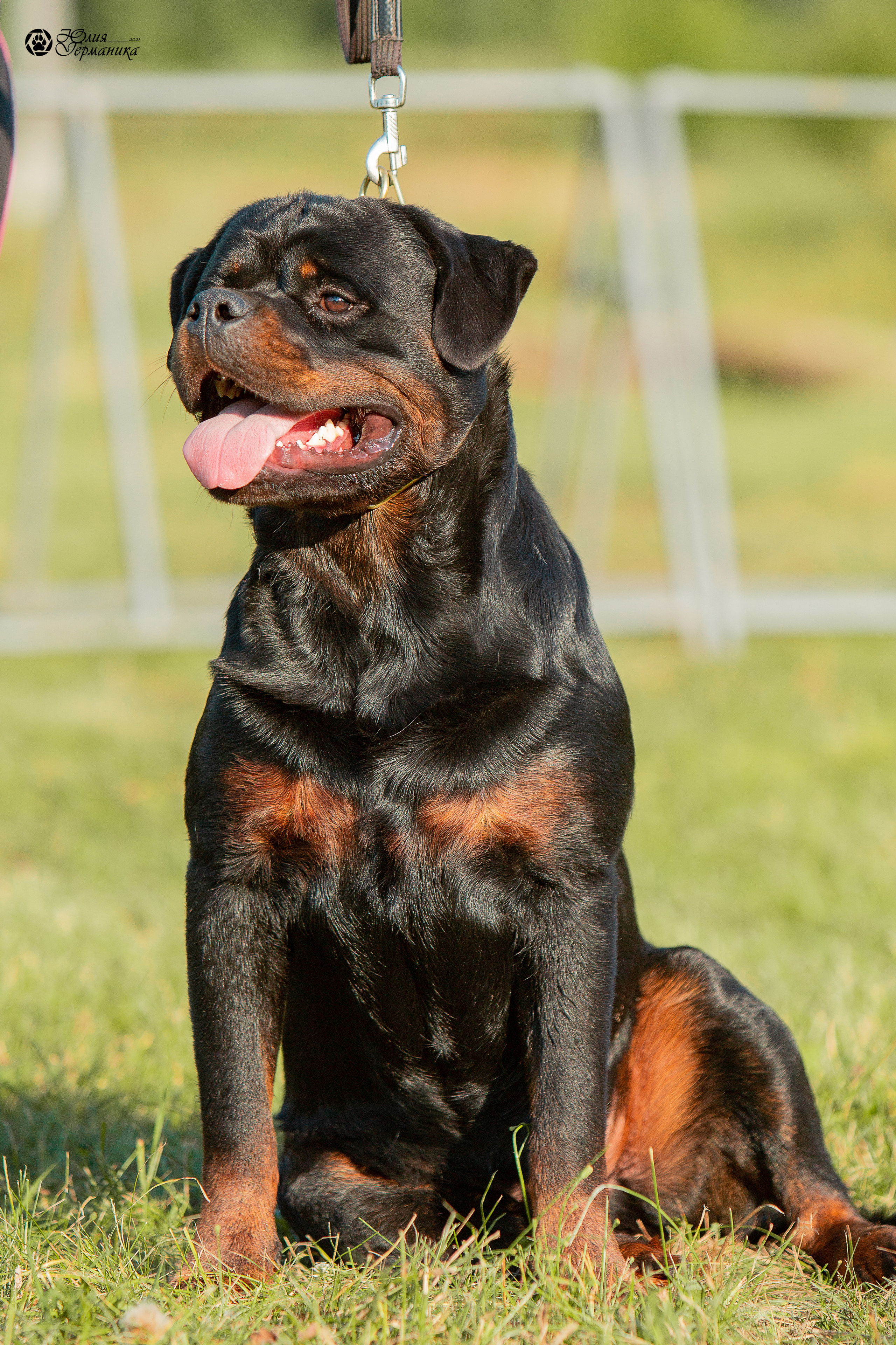 Рязань,Ховрино 14-15 августа 2021 моно ротвейлеров. Фотограф-анималист Юлия Германика