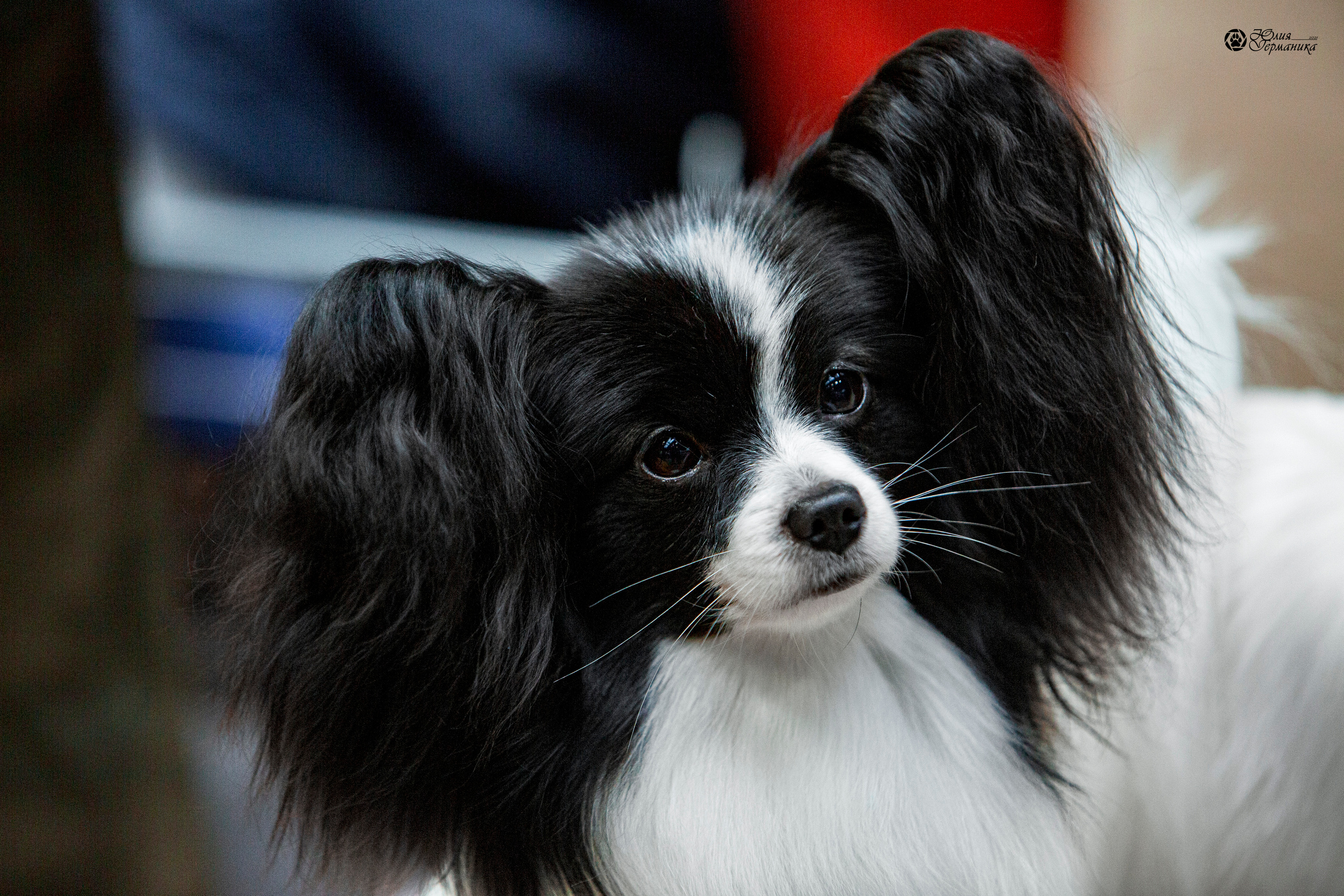 Минск 2хCACIB 27-28 ноября 2021. Фотограф-анималист Юлия Германика