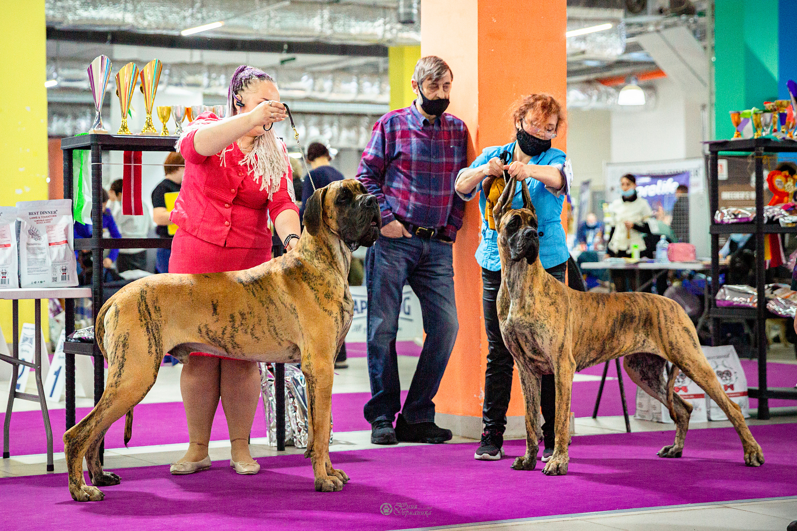 Чайник  13-14 ноября 2021. Фотограф-анималист Юлия Германика