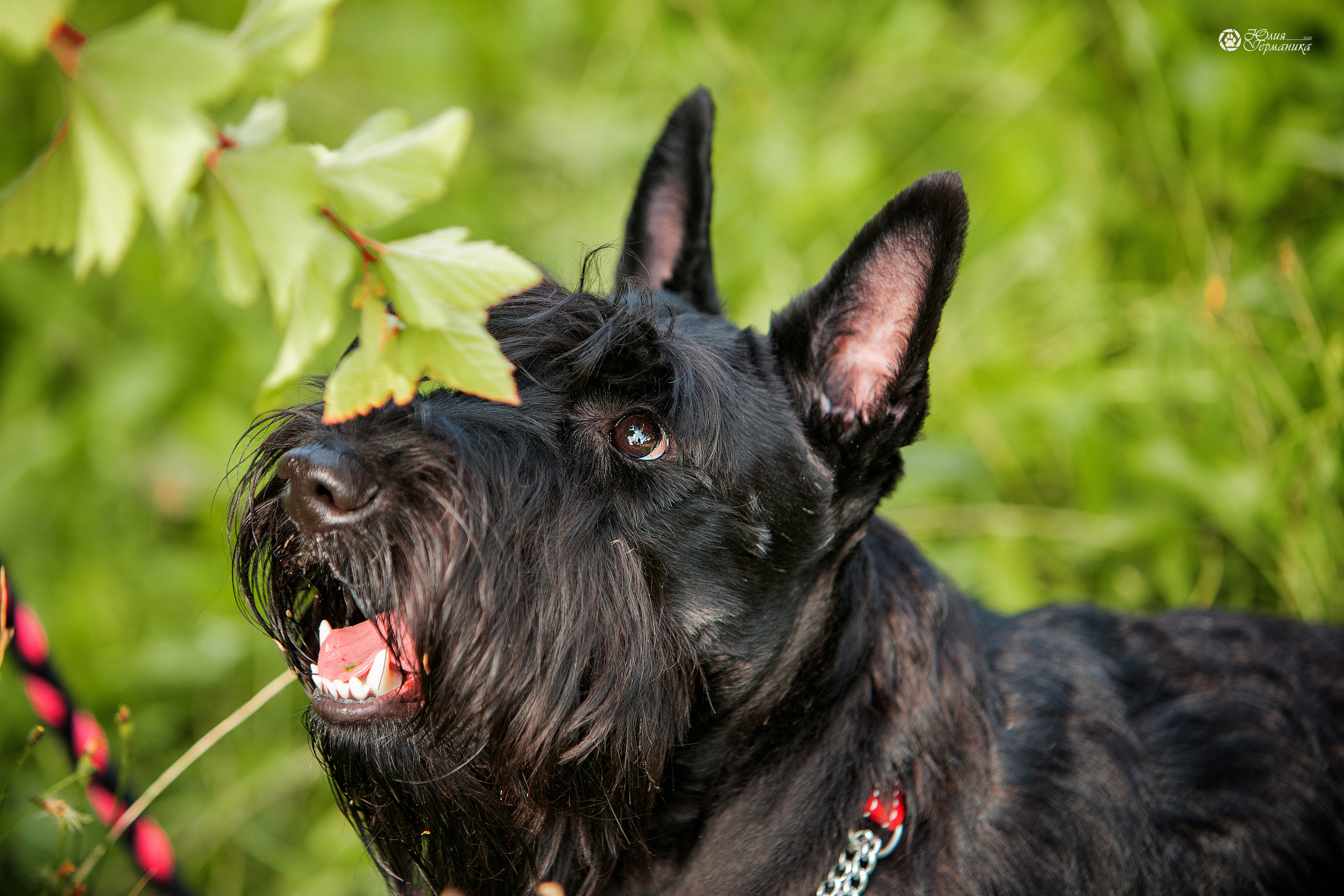 Свободная съемка. Фотограф-анималист Юлия Германика