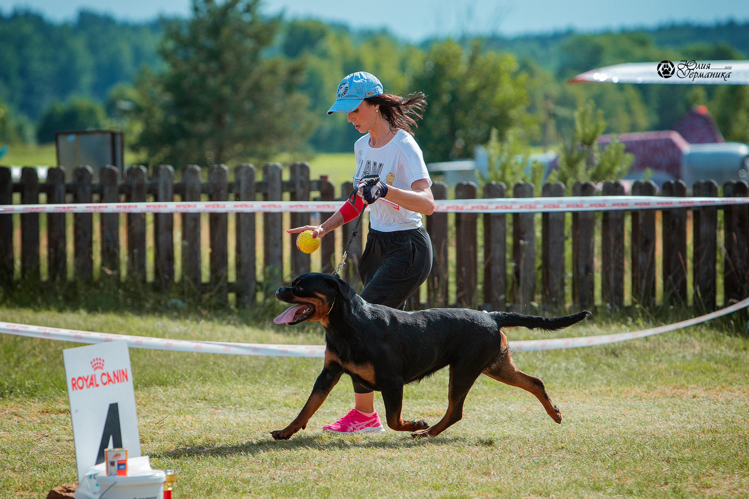 Тверь моно ротвейлеров 3-4 июля 2021. Фотограф-анималист Юлия Германика