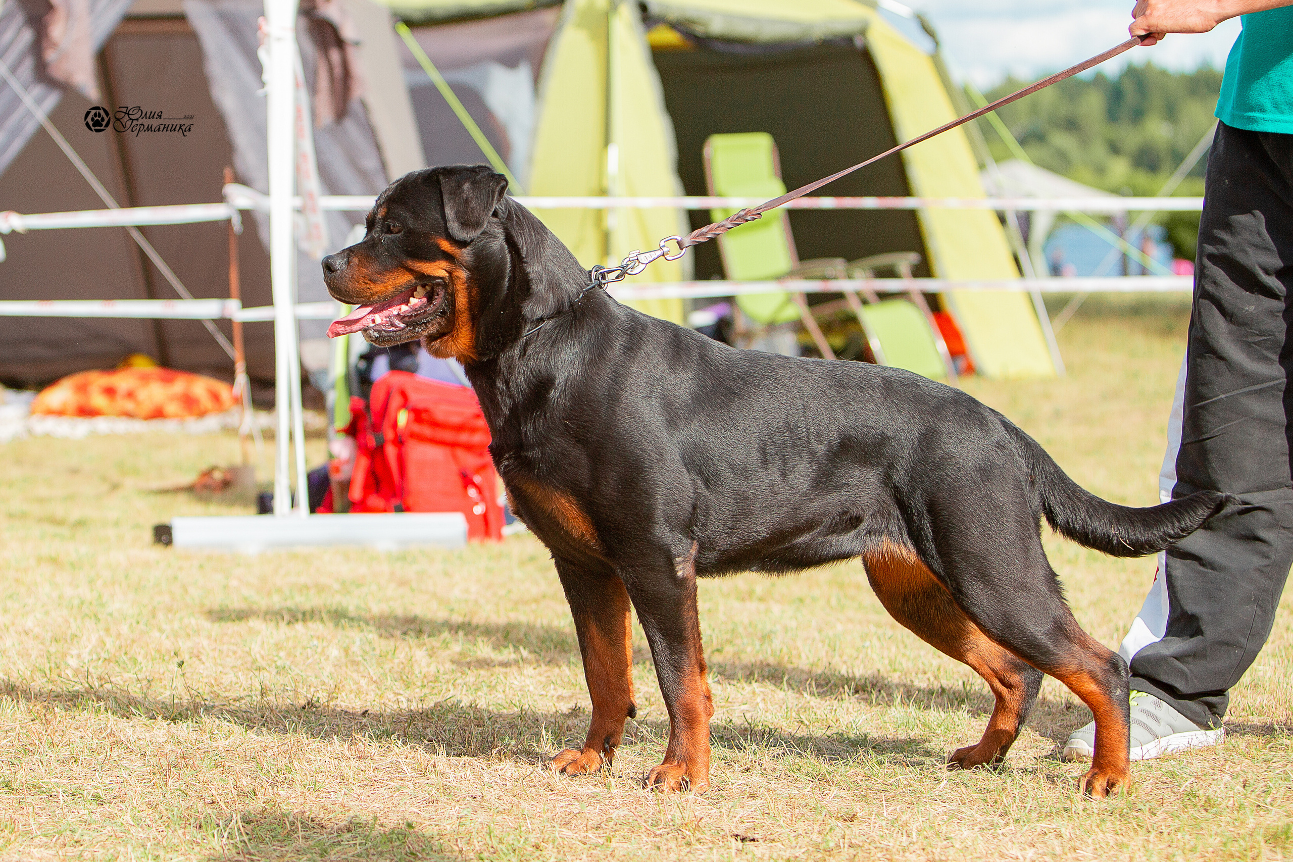 Тверь моно ротвейлеров 3-4 июля 2021. Фотограф-анималист Юлия Германика