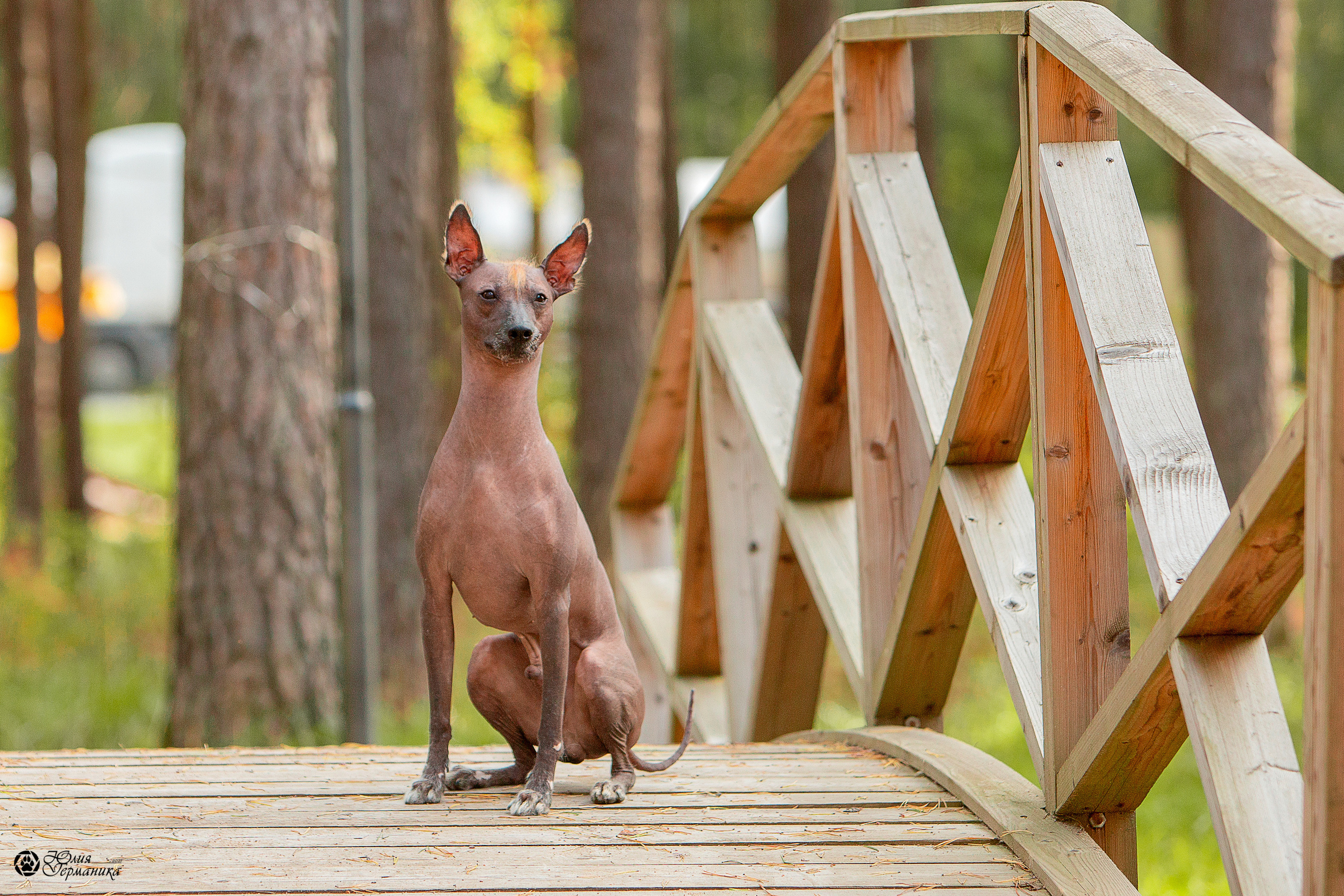 Свободная съемка. Фотограф-анималист Юлия Германика