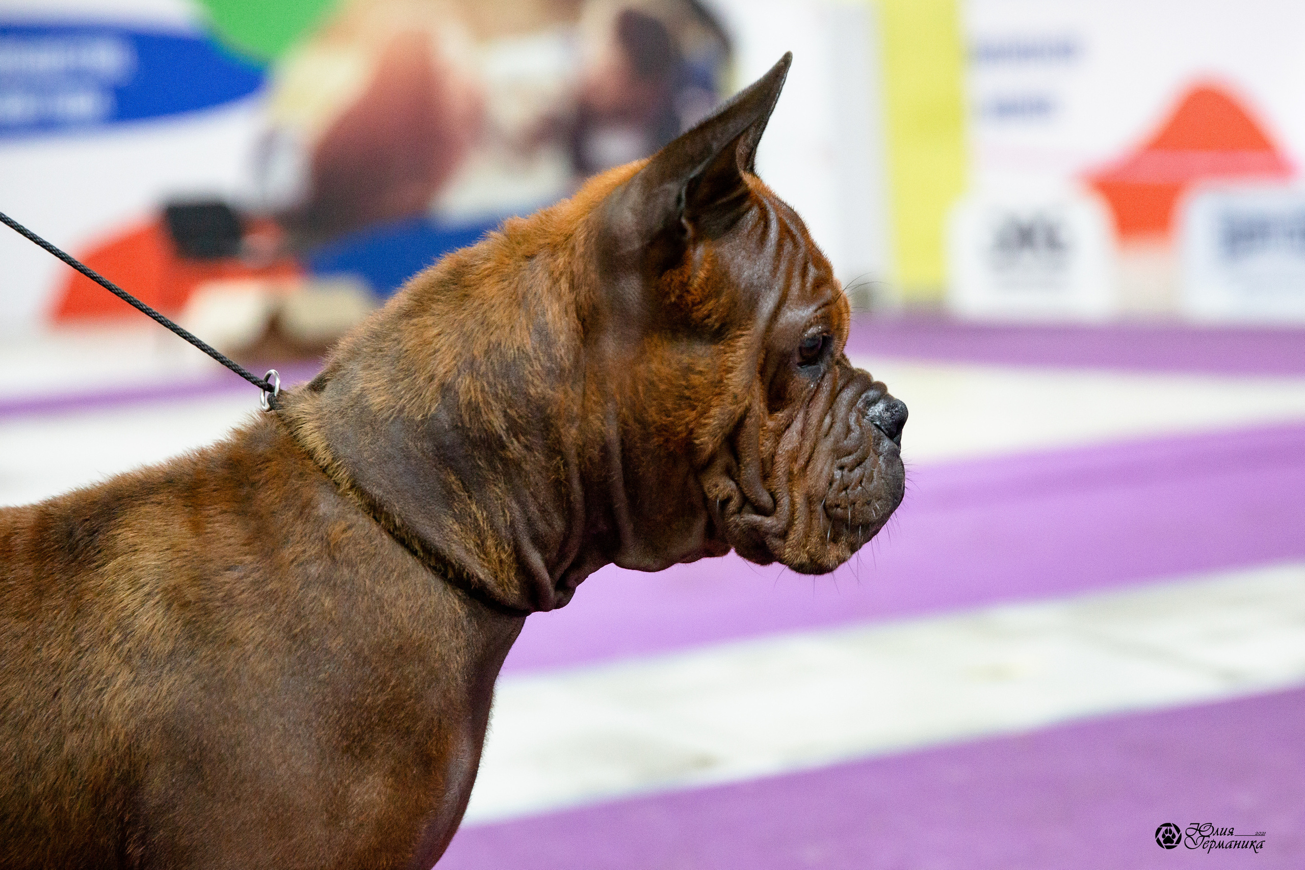 Чайна-Таун 2021. Фотограф-анималист Юлия Германика