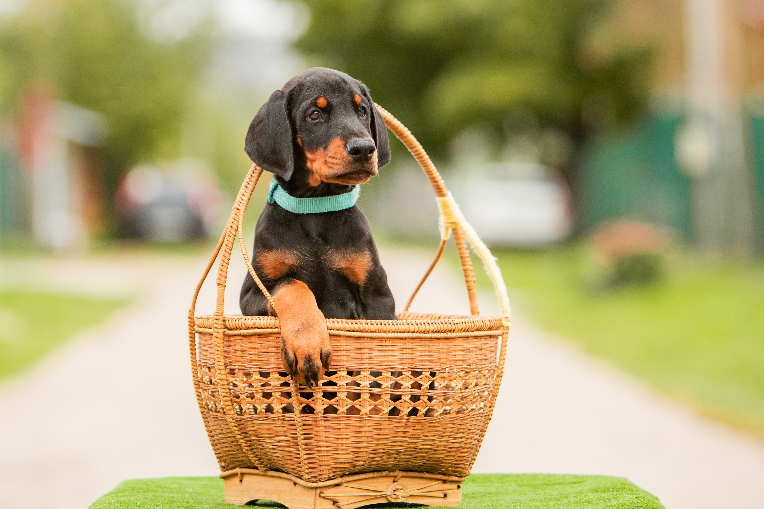 Съёмка котят и щенков