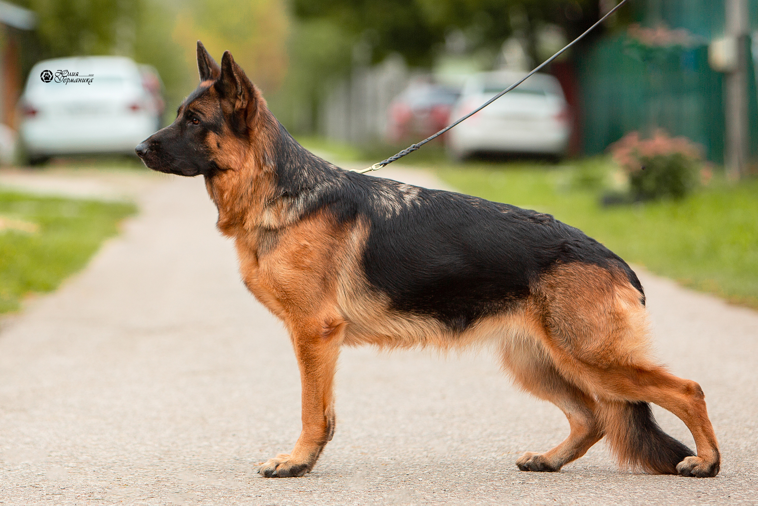 Свободная съемка. Фотограф-анималист Юлия Германика