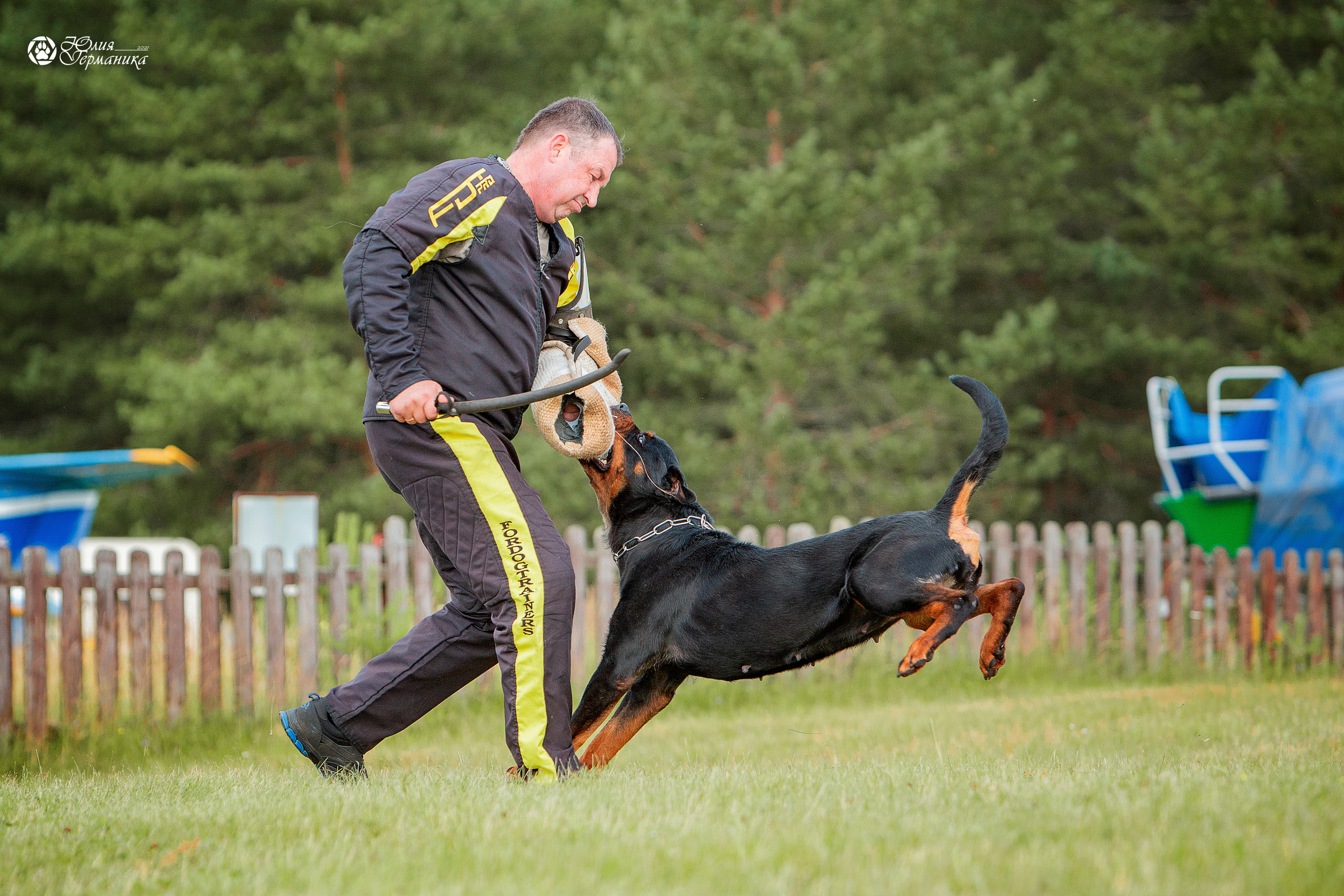 Тверь моно ротвейлеров 3-4 июля 2021. Фотограф-анималист Юлия Германика