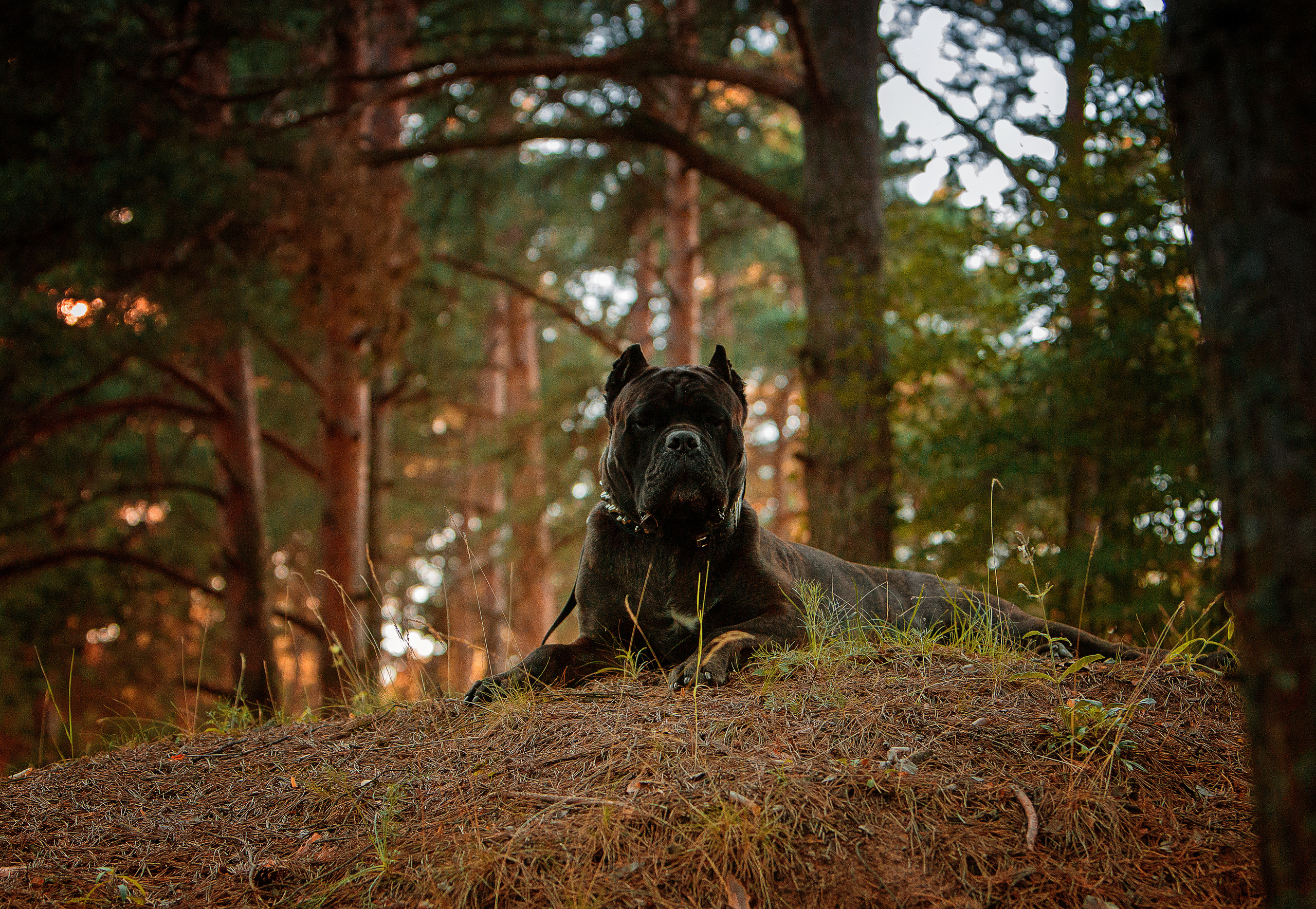 Свободная съемка. Фотограф-анималист Юлия Германика