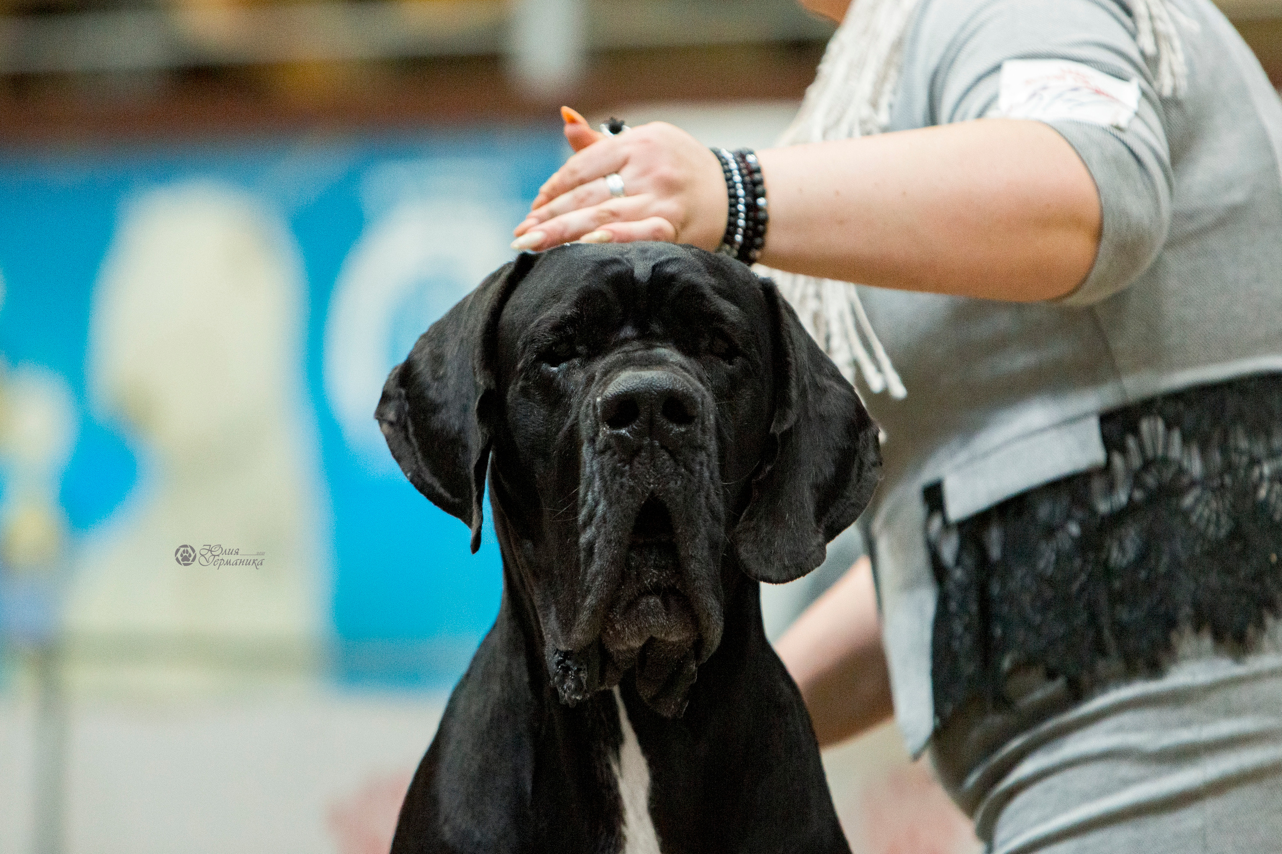 Минск 2хCACIB 27-28 ноября 2021. Фотограф-анималист Юлия Германика