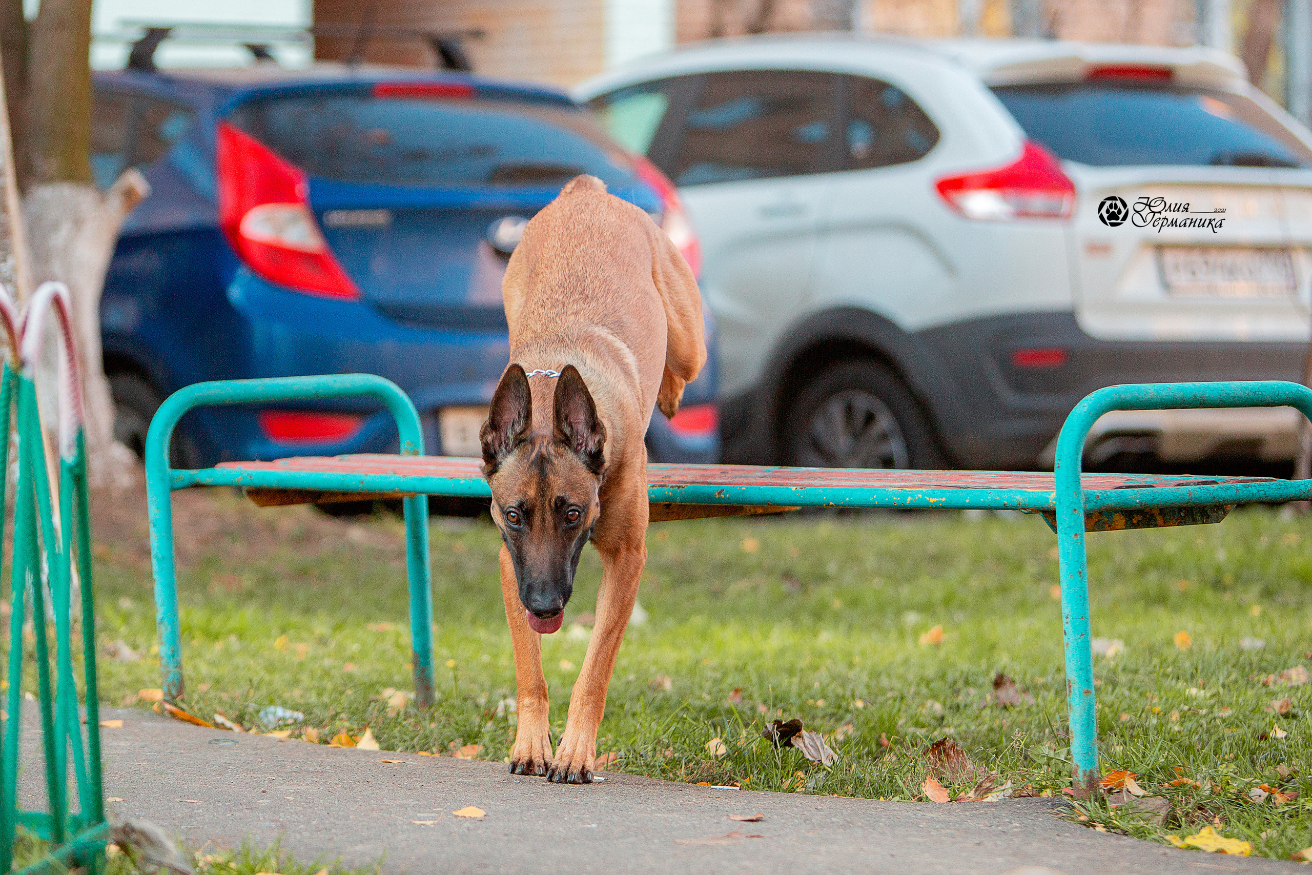 Свободная съемка. Фотограф-анималист Юлия Германика