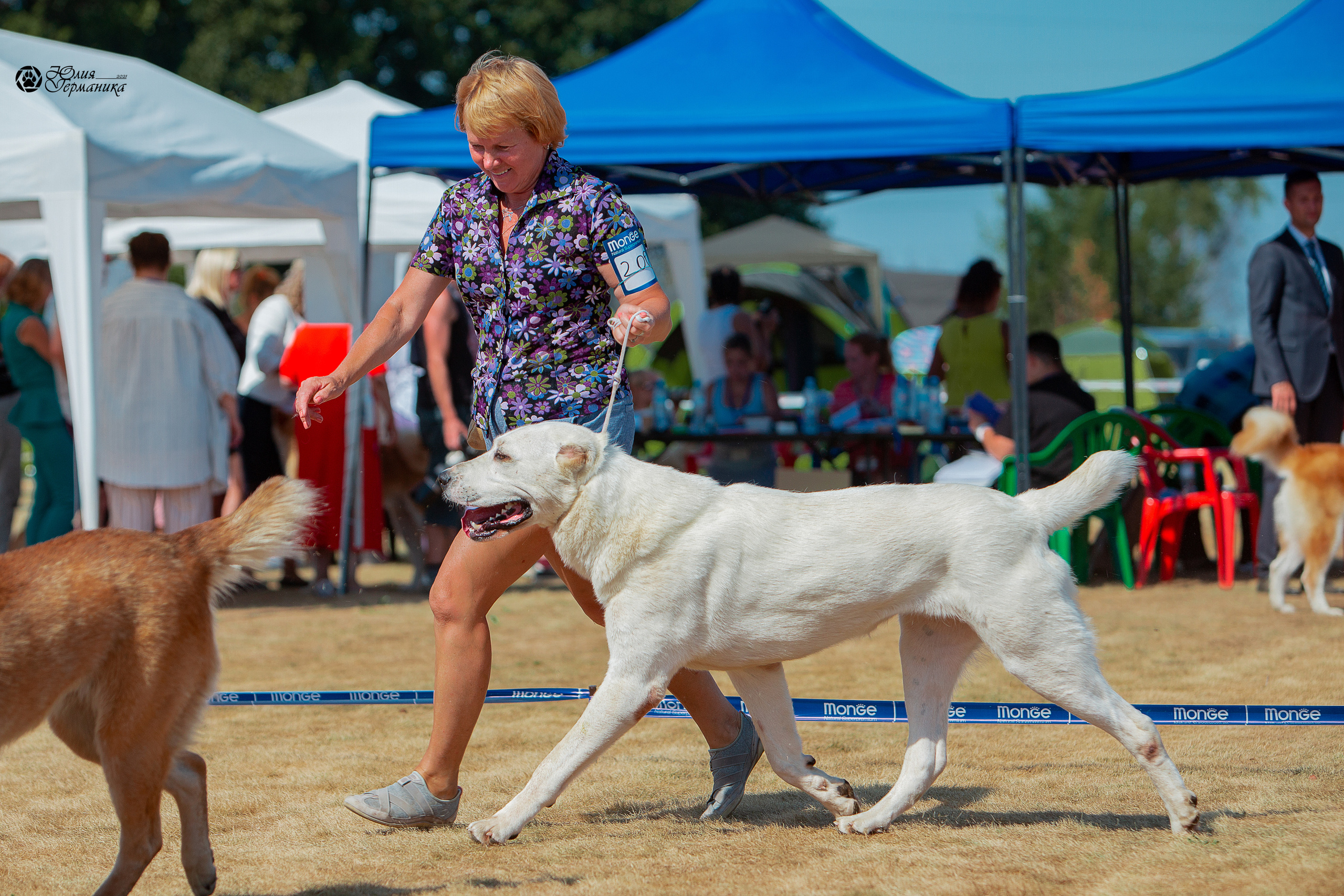 Ярославль CACIB 18 июля 2021. Фотограф-анималист Юлия Германика