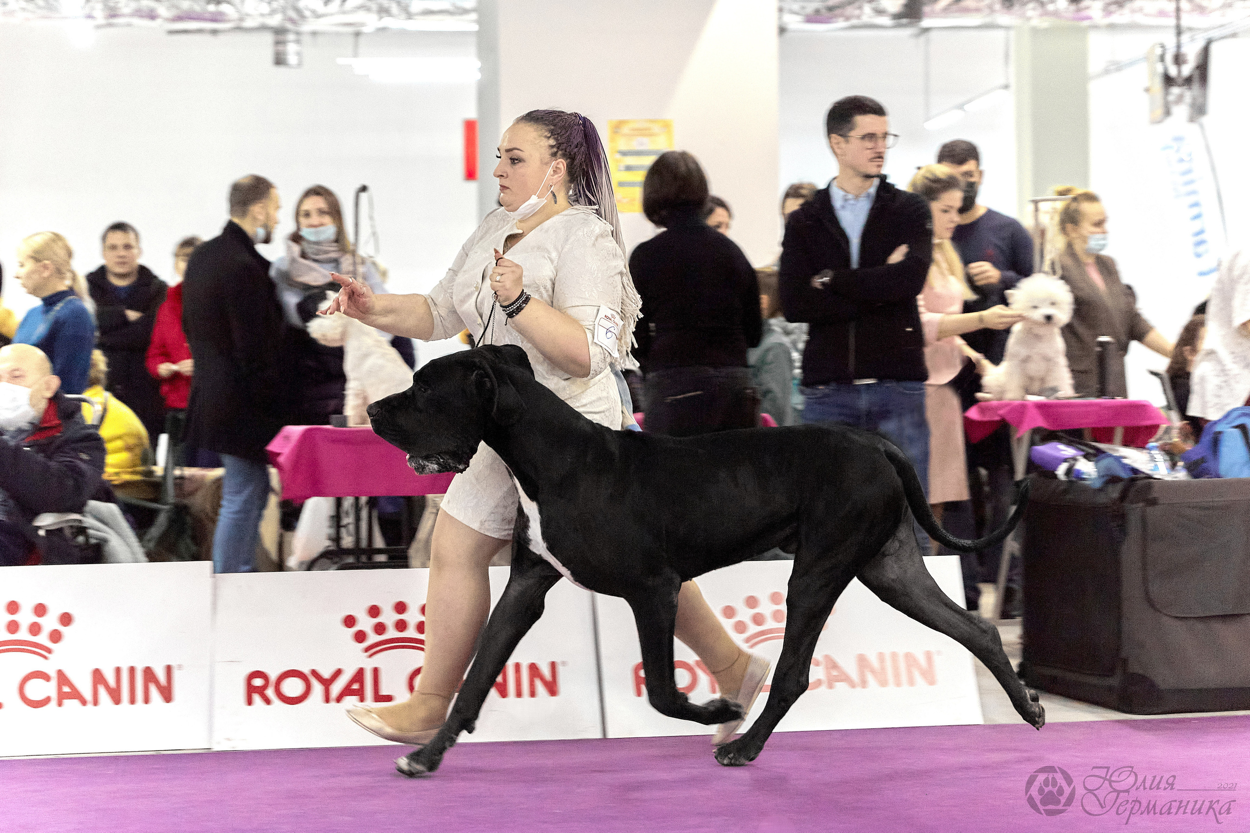 Чайник  13-14 ноября 2021. Фотограф-анималист Юлия Германика