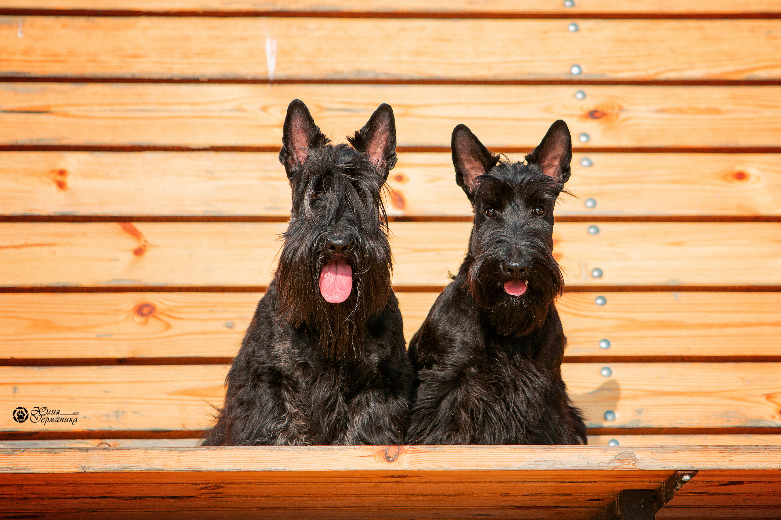 Свободная съемка. Фотограф-анималист Юлия Германика