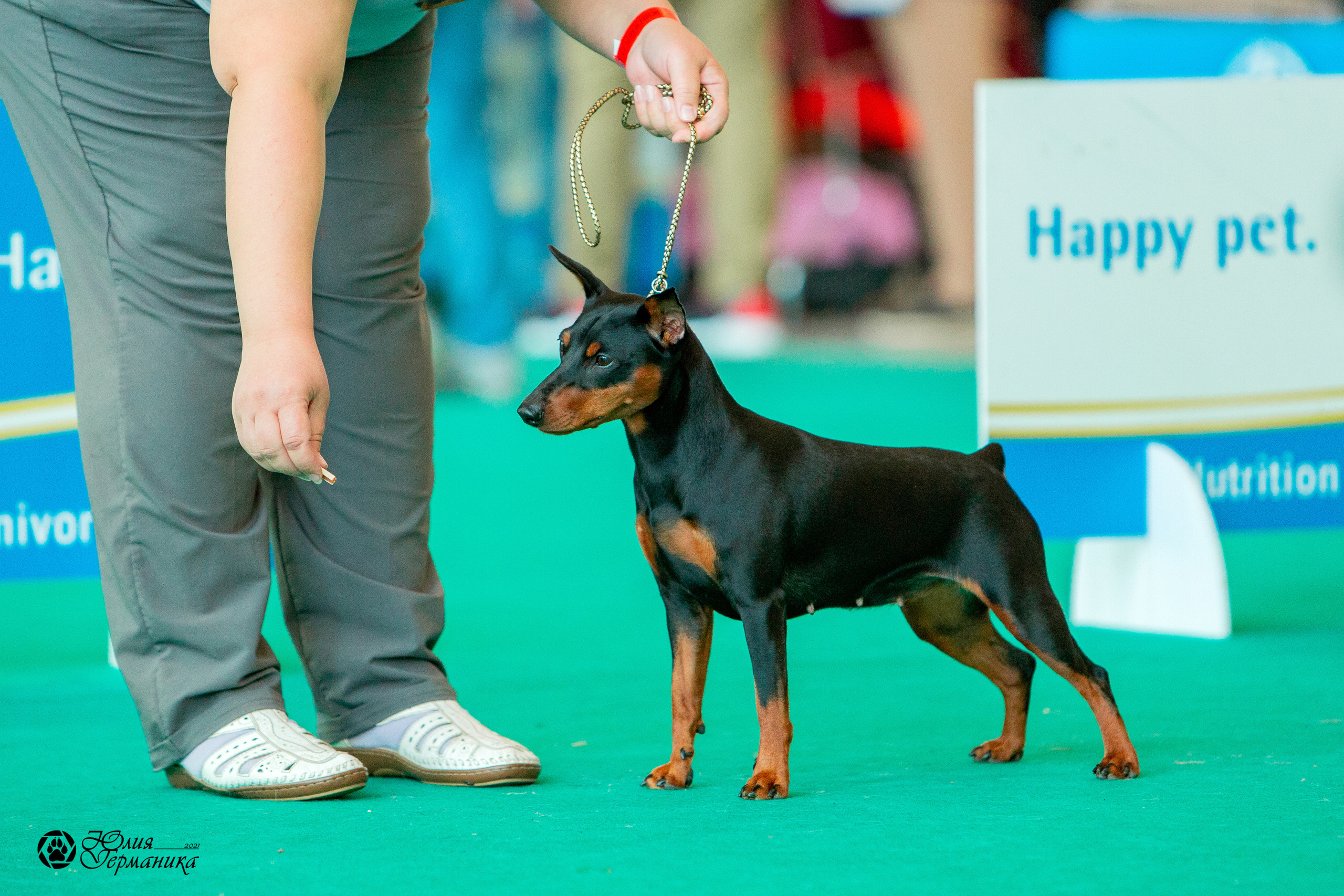 Нижний Новгород 3хCACIB 15-17 октября 2021. Фотограф-анималист Юлия Германика