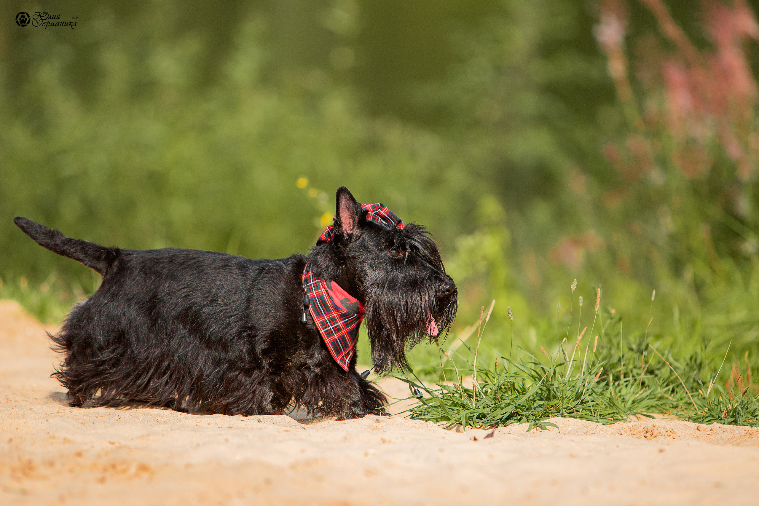 Свободная съемка. Фотограф-анималист Юлия Германика
