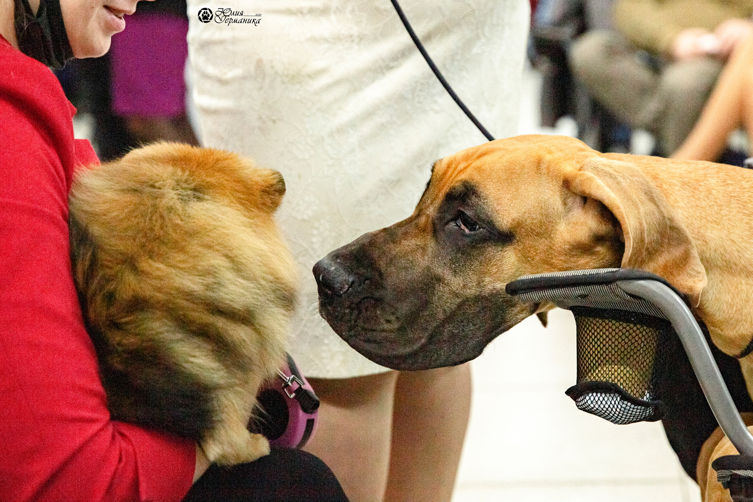 Чайник  13-14 ноября 2021. Фотограф-анималист Юлия Германика