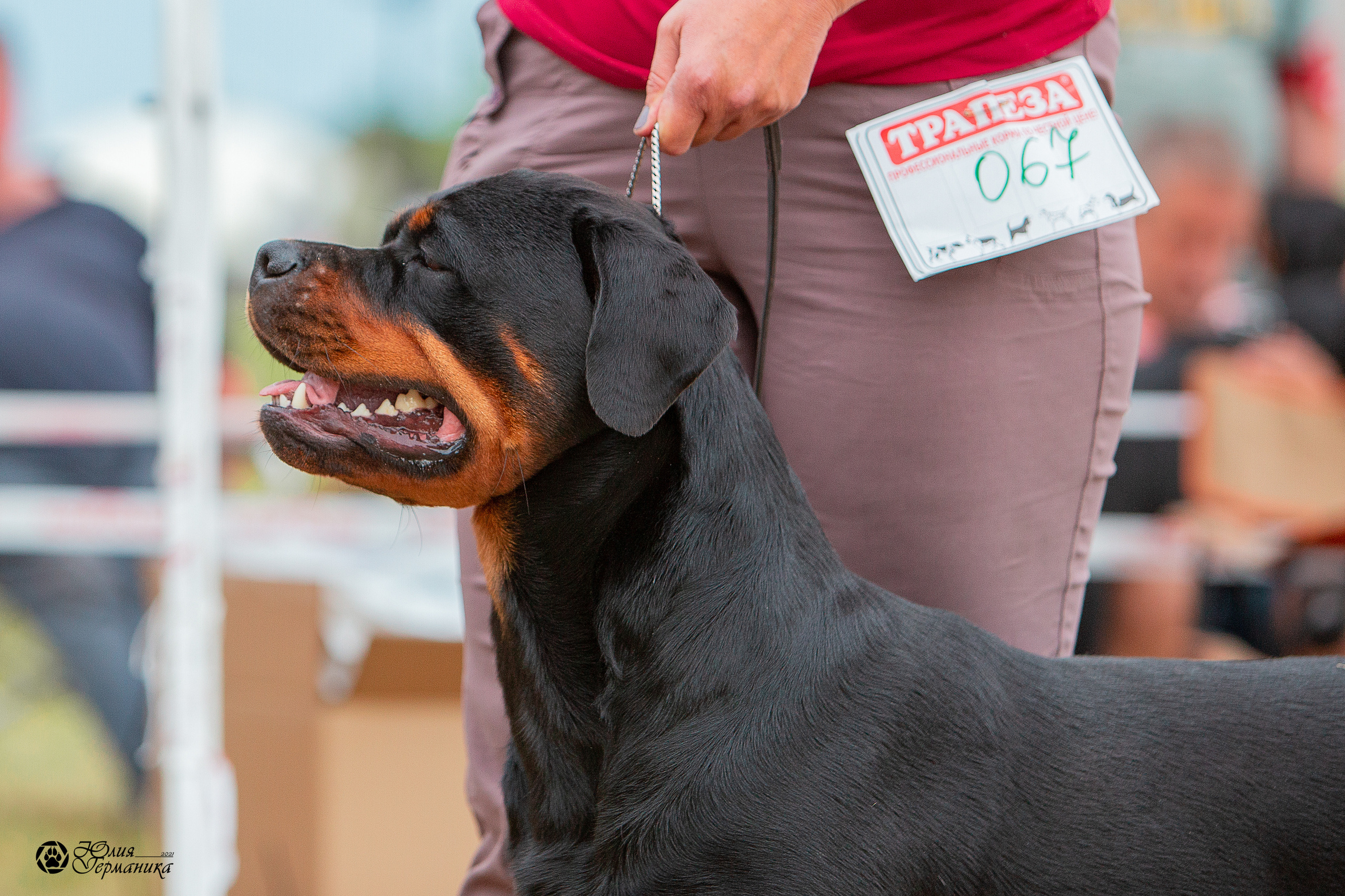 Тверь моно ротвейлеров 3-4 июля 2021. Фотограф-анималист Юлия Германика