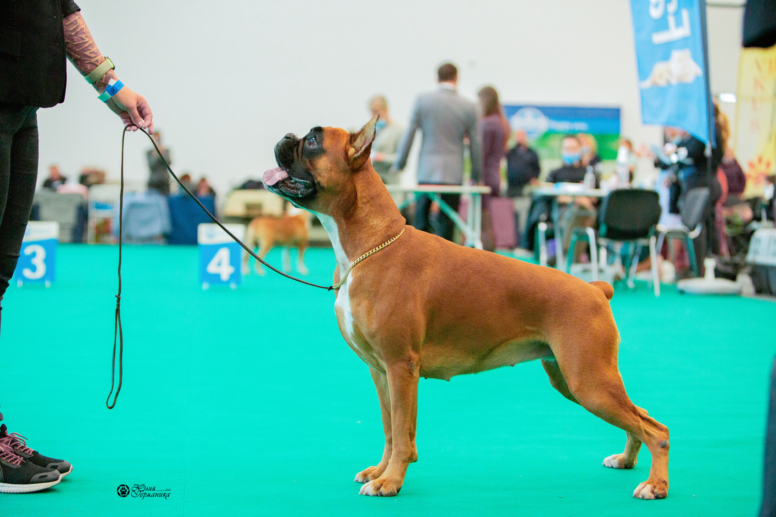 Нижний Новгород 3хCACIB 15-17 октября 2021. Фотограф-анималист Юлия Германика