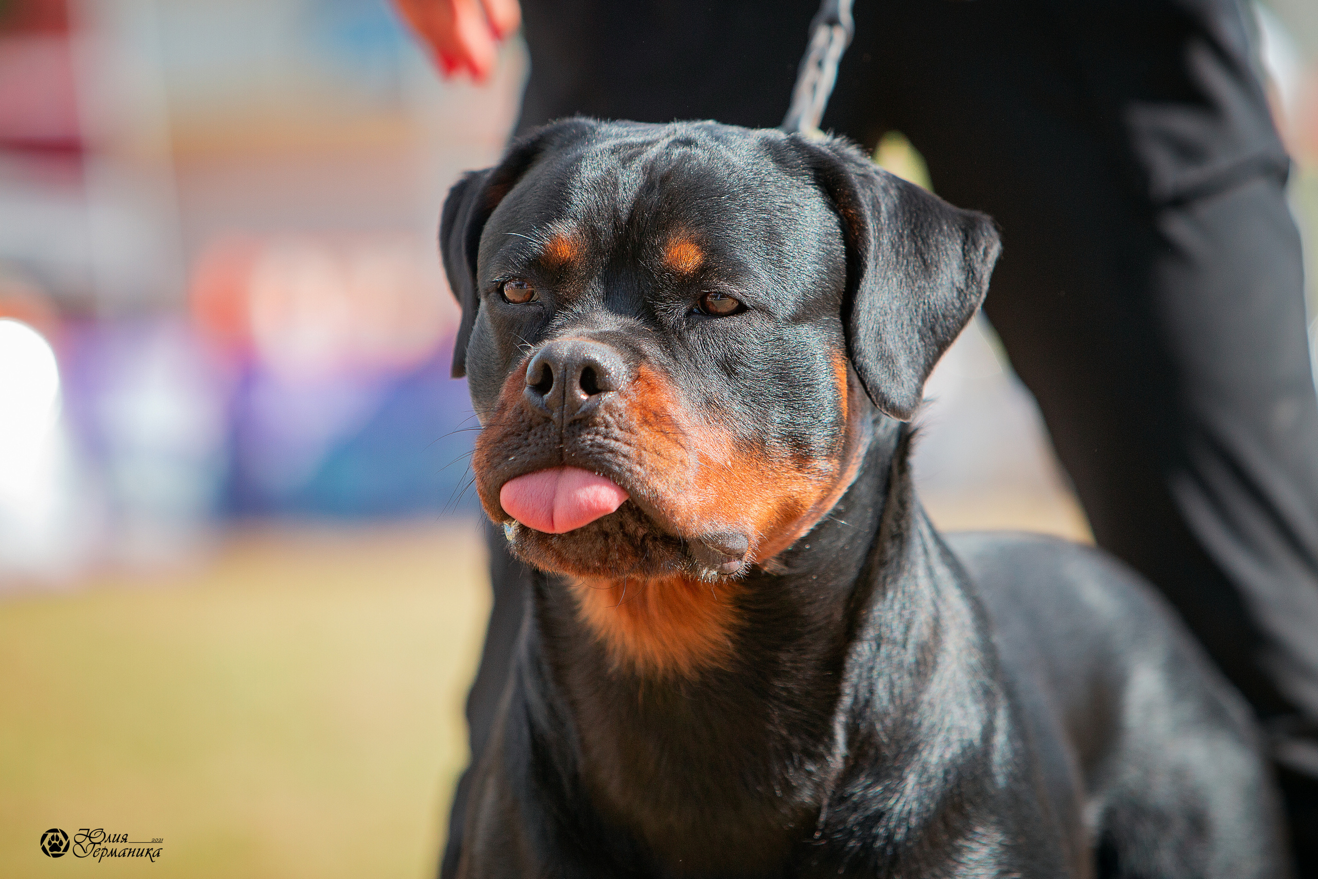 Тверь моно ротвейлеров 3-4 июля 2021. Фотограф-анималист Юлия Германика