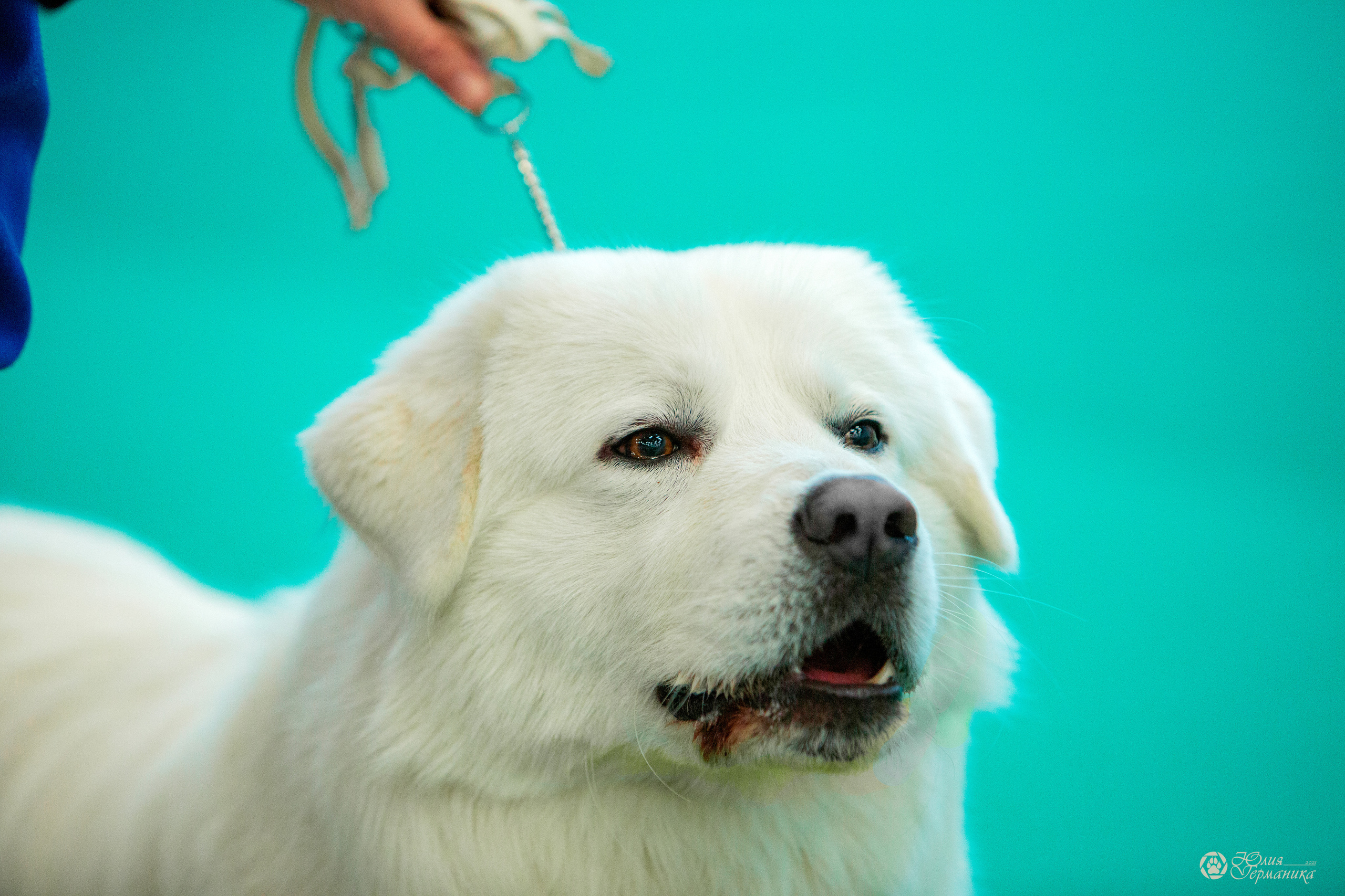 Нижний Новгород 3хCACIB 15-17 октября 2021. Фотограф-анималист Юлия Германика