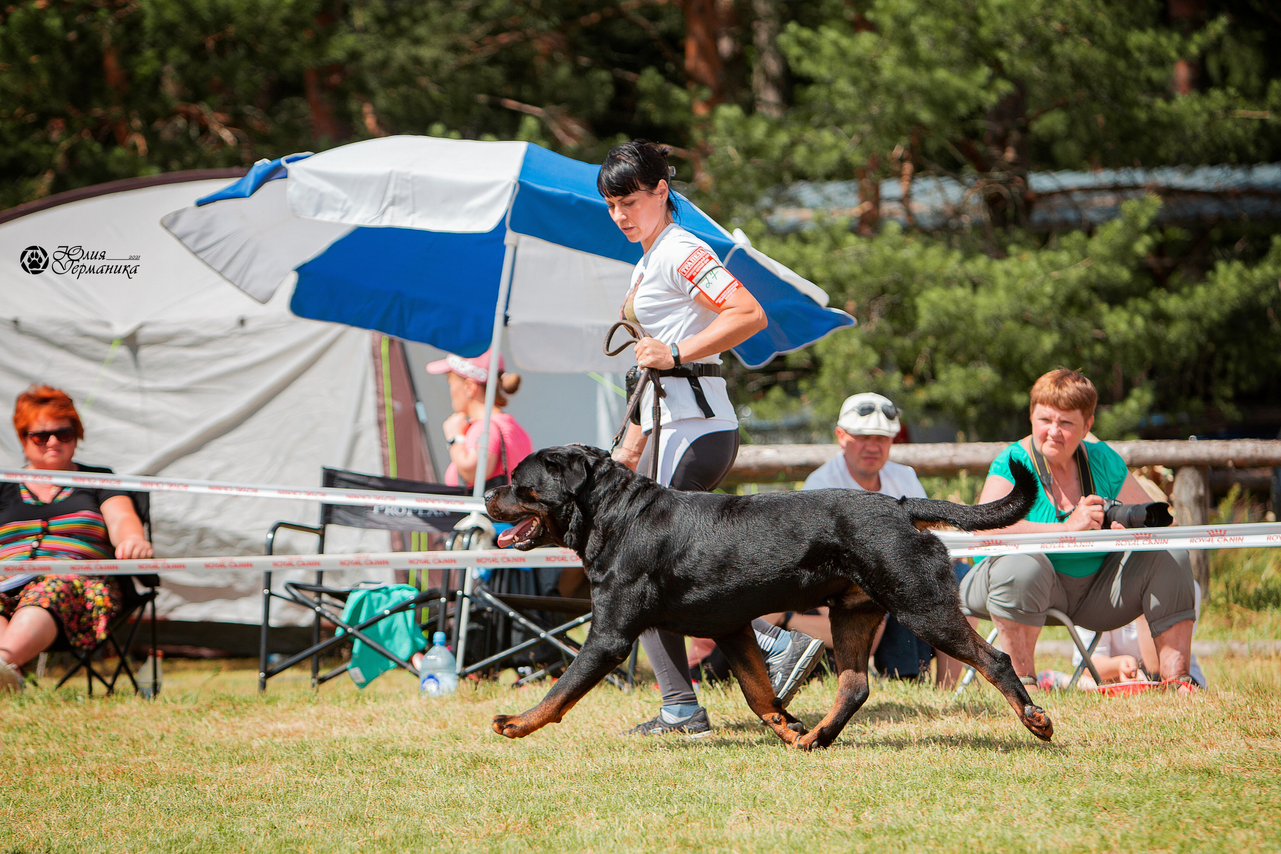Тверь моно ротвейлеров 3-4 июля 2021. Фотограф-анималист Юлия Германика