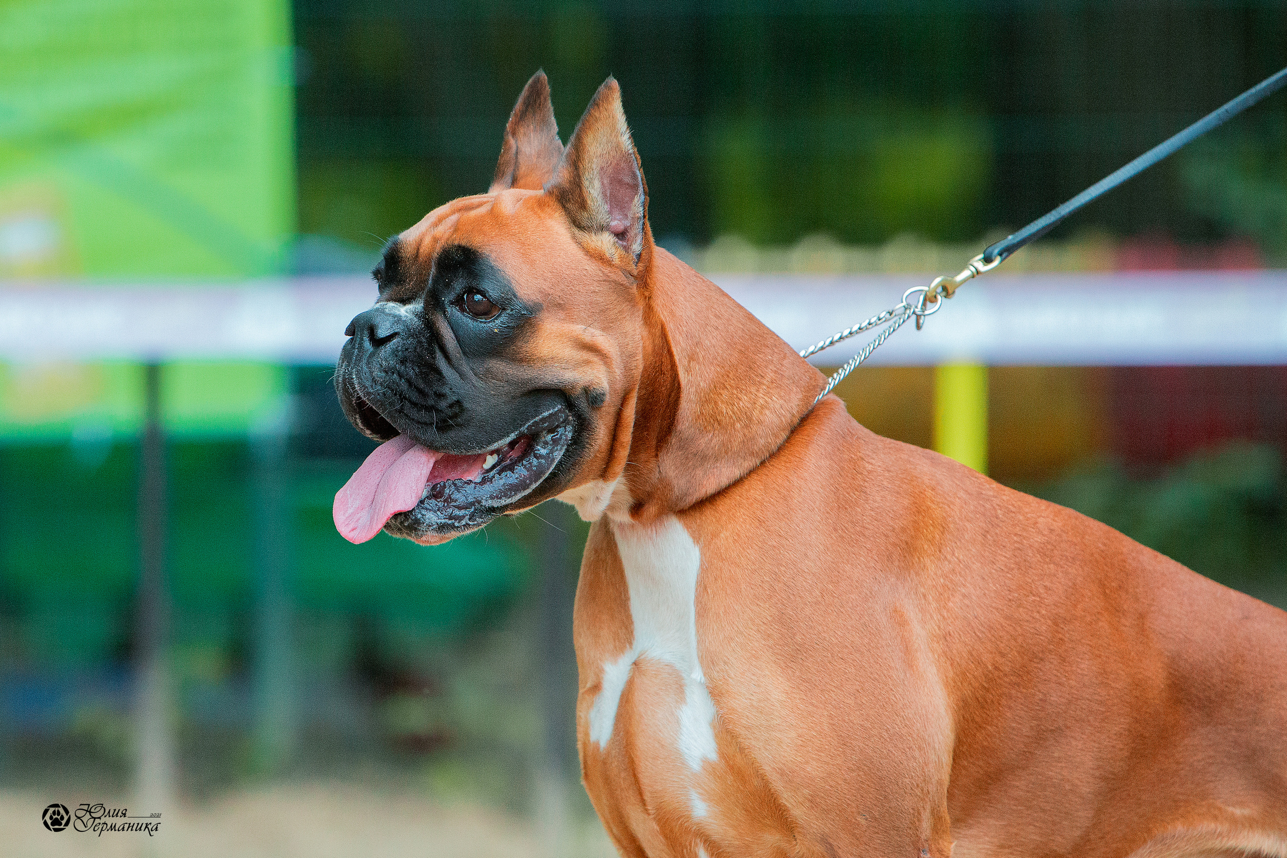 Ховрино фестиваль монопородок 15 августа 2021. Фотограф-анималист Юлия Германика