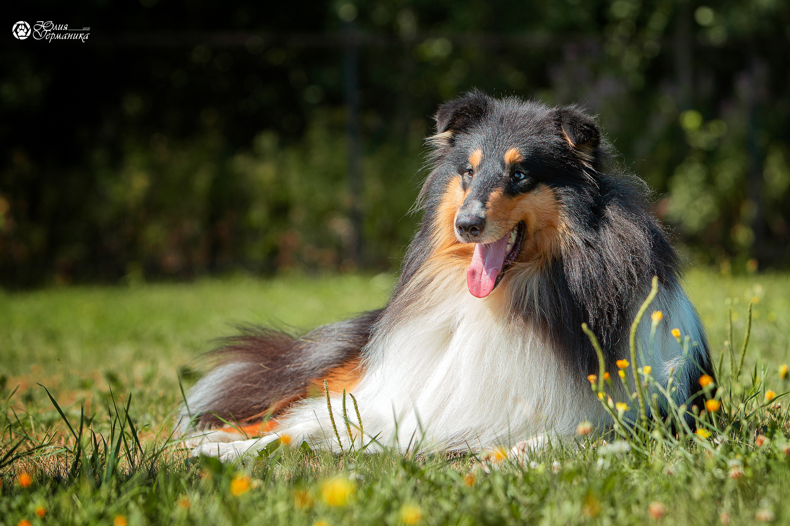 Свободная съемка. Фотограф-анималист Юлия Германика