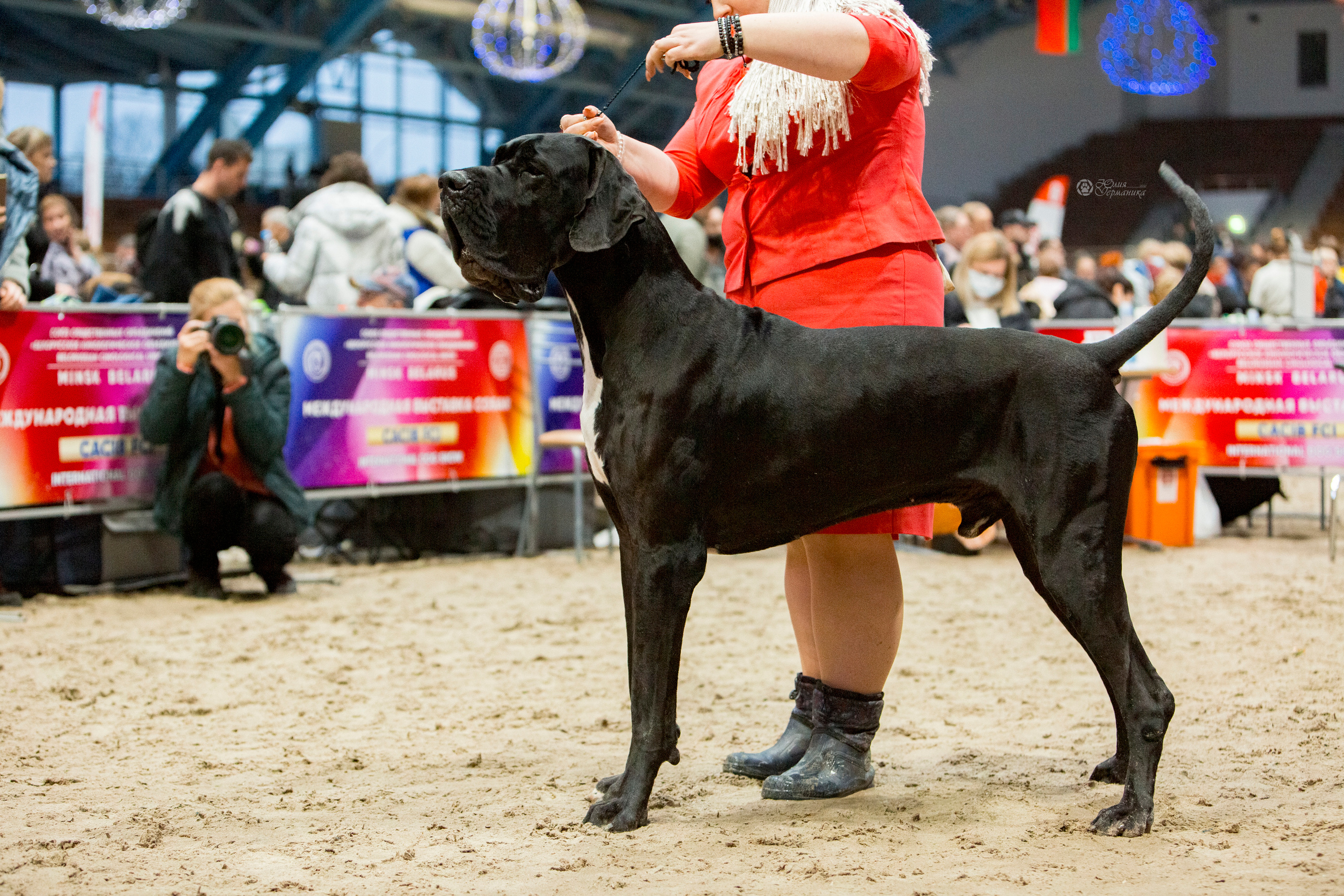 Минск 2хCACIB 27-28 ноября 2021. Фотограф-анималист Юлия Германика