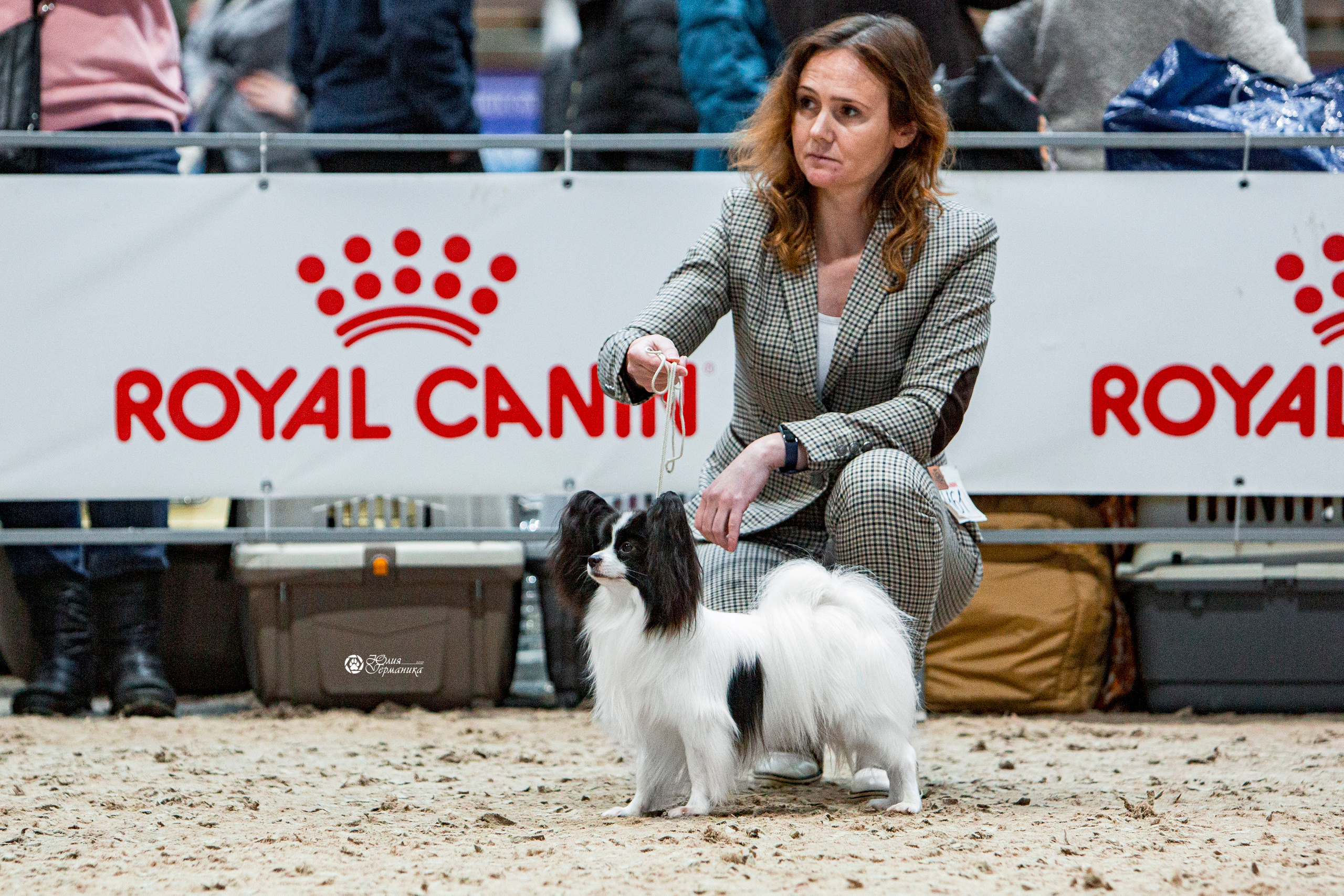 Минск 2хCACIB 27-28 ноября 2021. Фотограф-анималист Юлия Германика